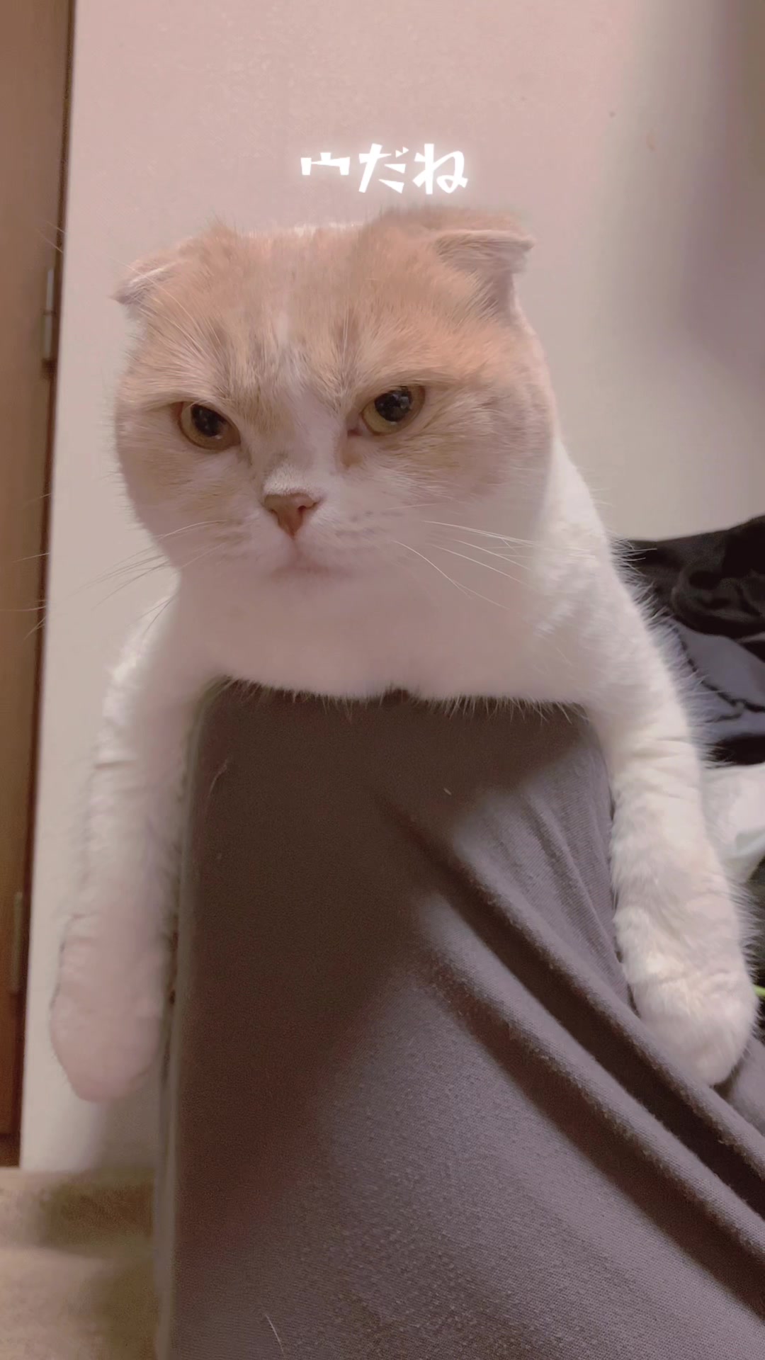 @らるたんと飼い主さん🌈🐾໊