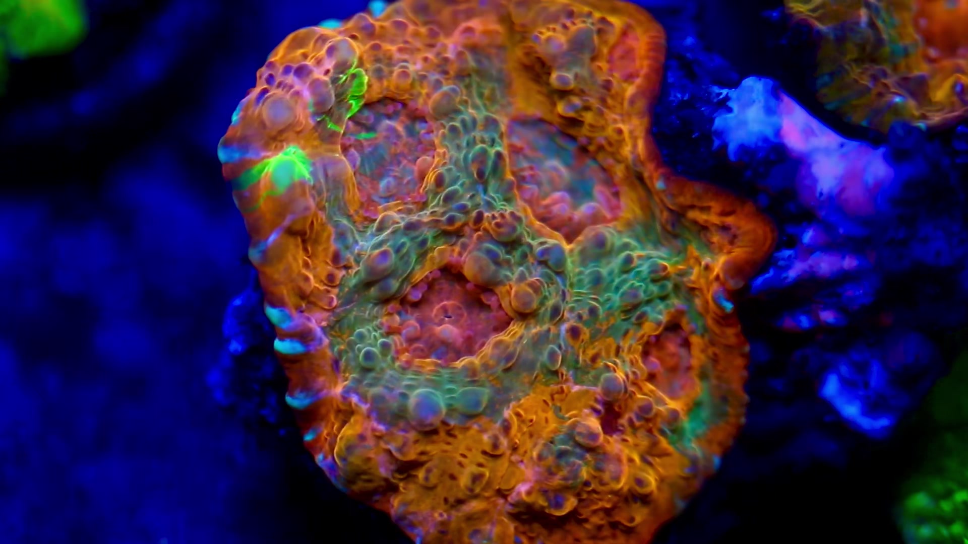 @Cali_Coral_Connect_hxa