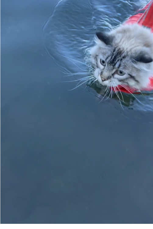 @cat moment