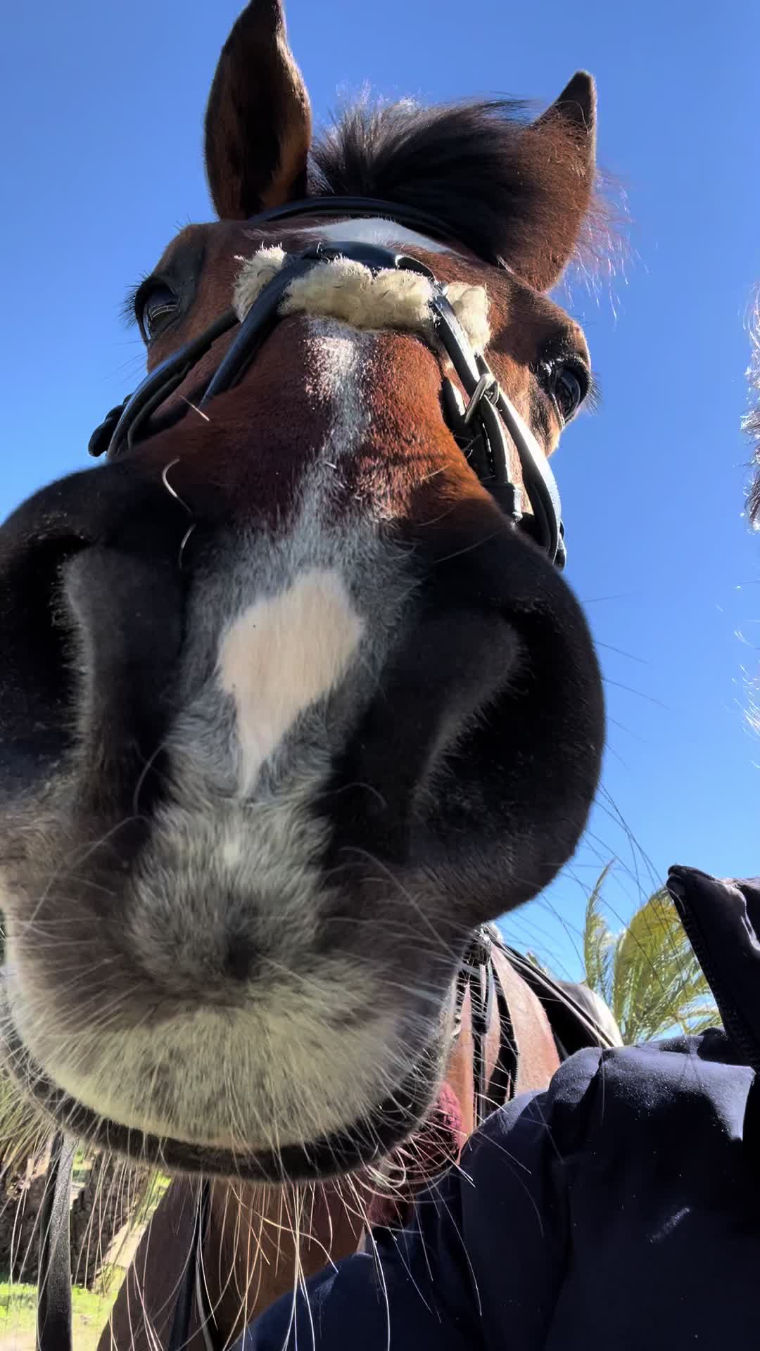 @cedequestrian