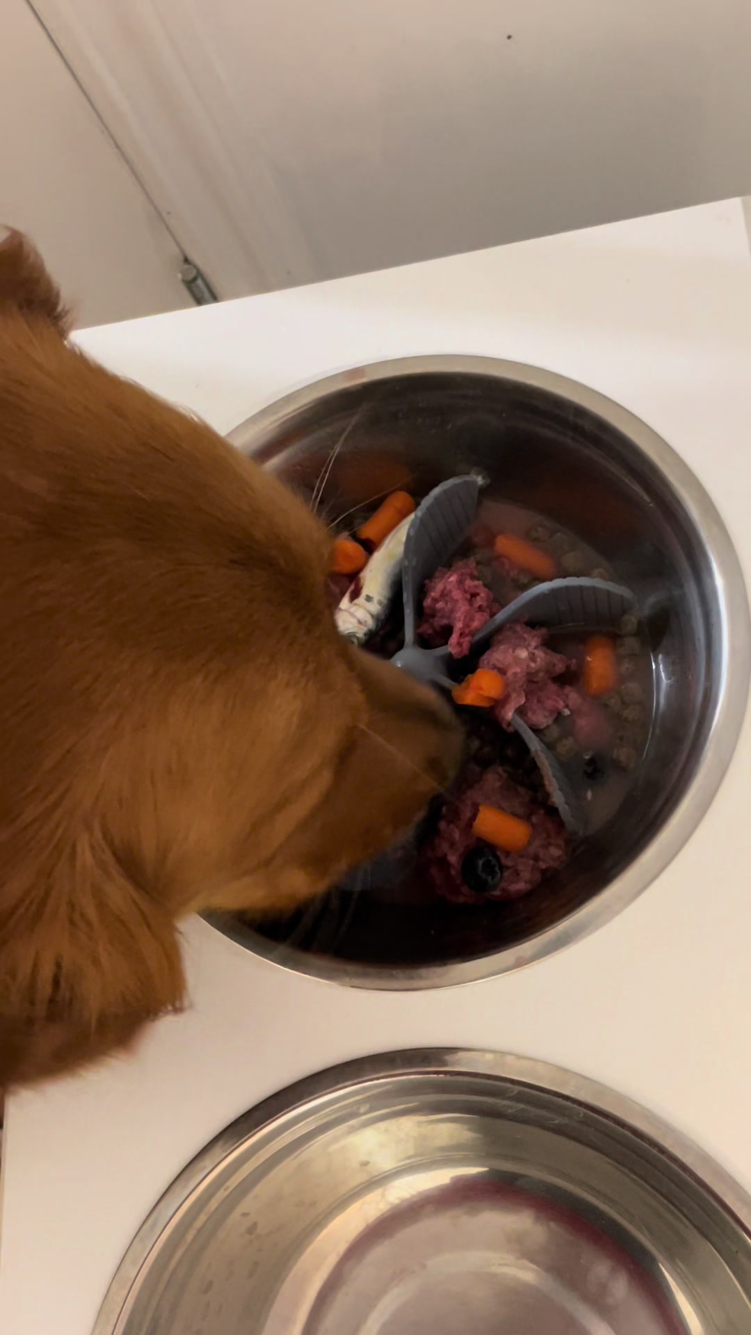 @Cooper the Golden Retriever 🦮