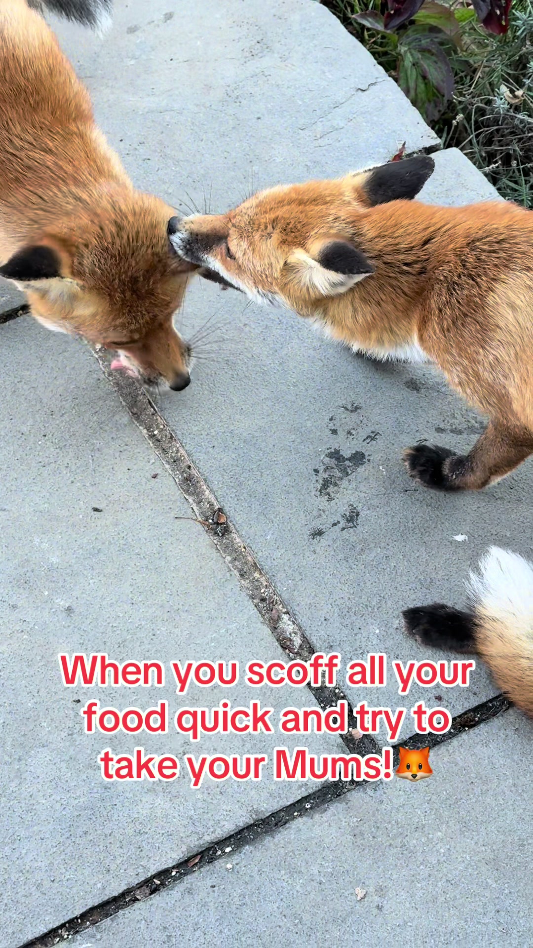 @gp_wildlife