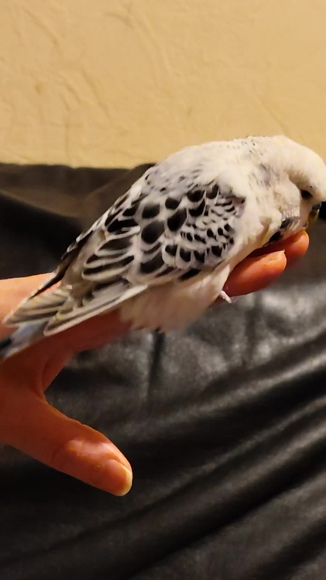 @Taha the Budgie
