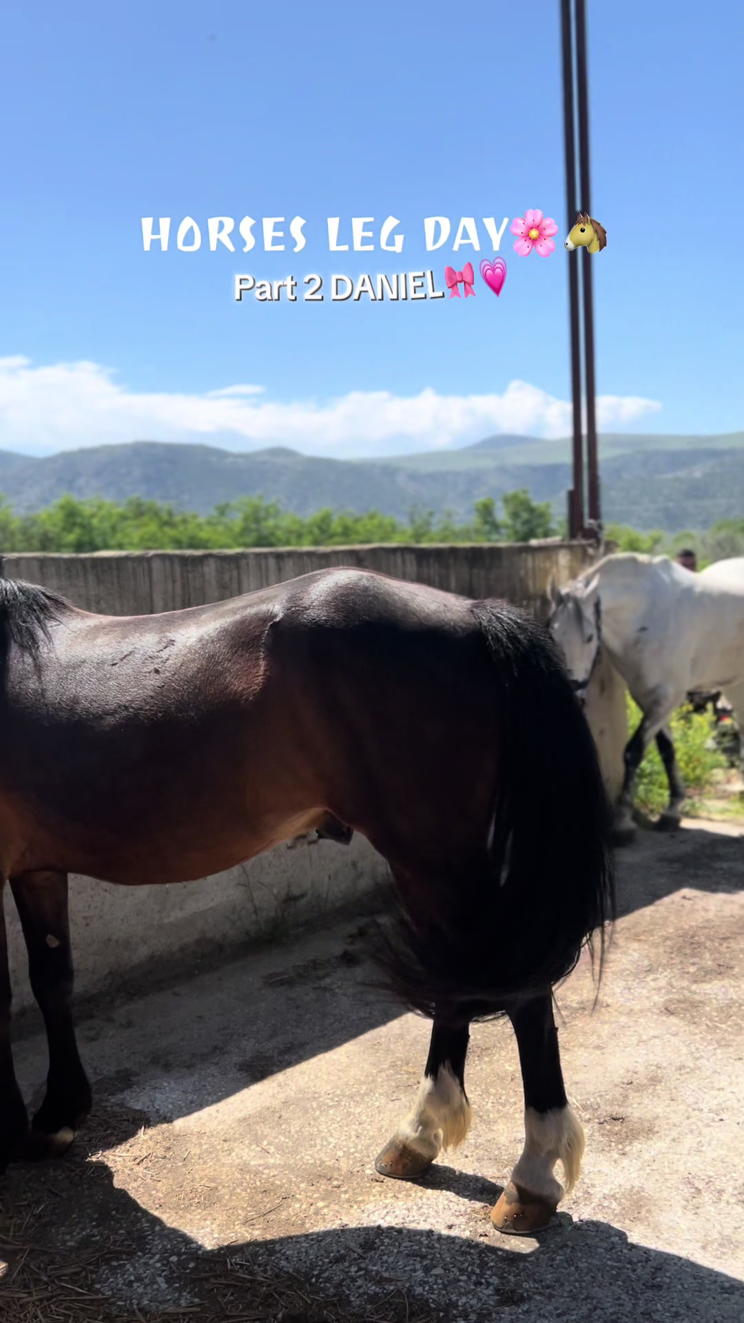 @Tatsiou🐎