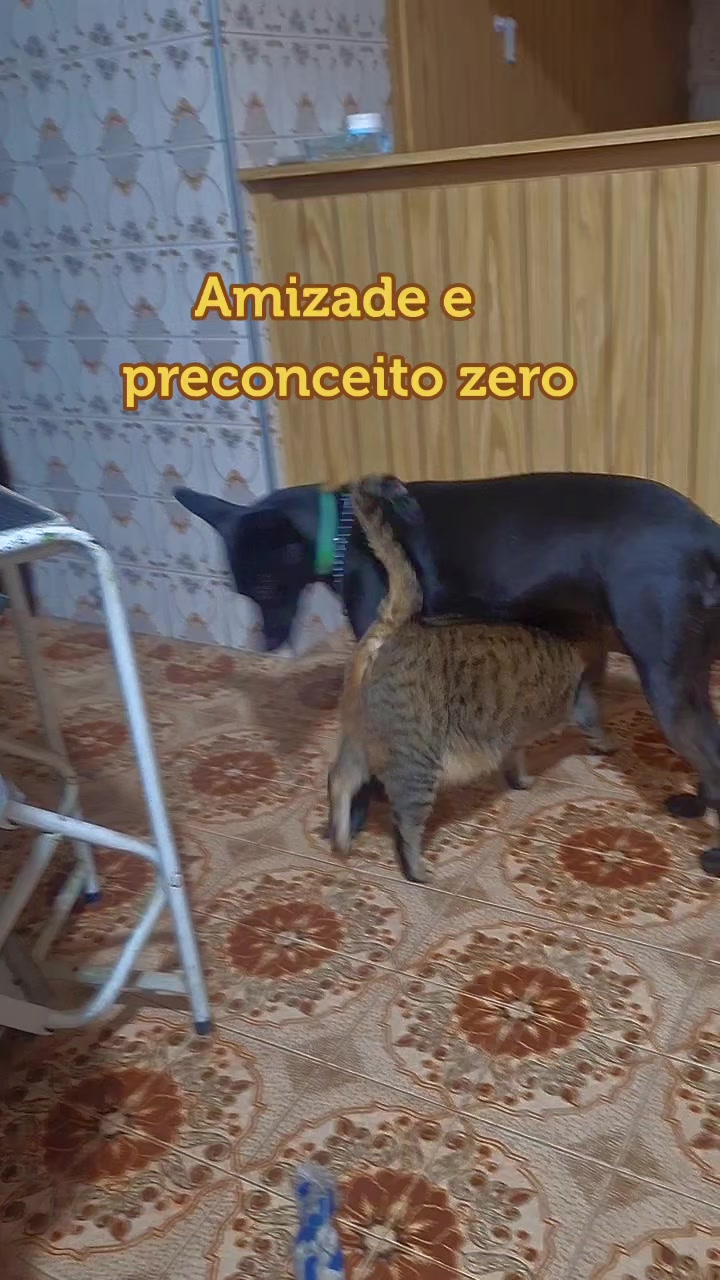 @MagdaAmoAnimais😾🐶🕊🐅🐍🐢🦜