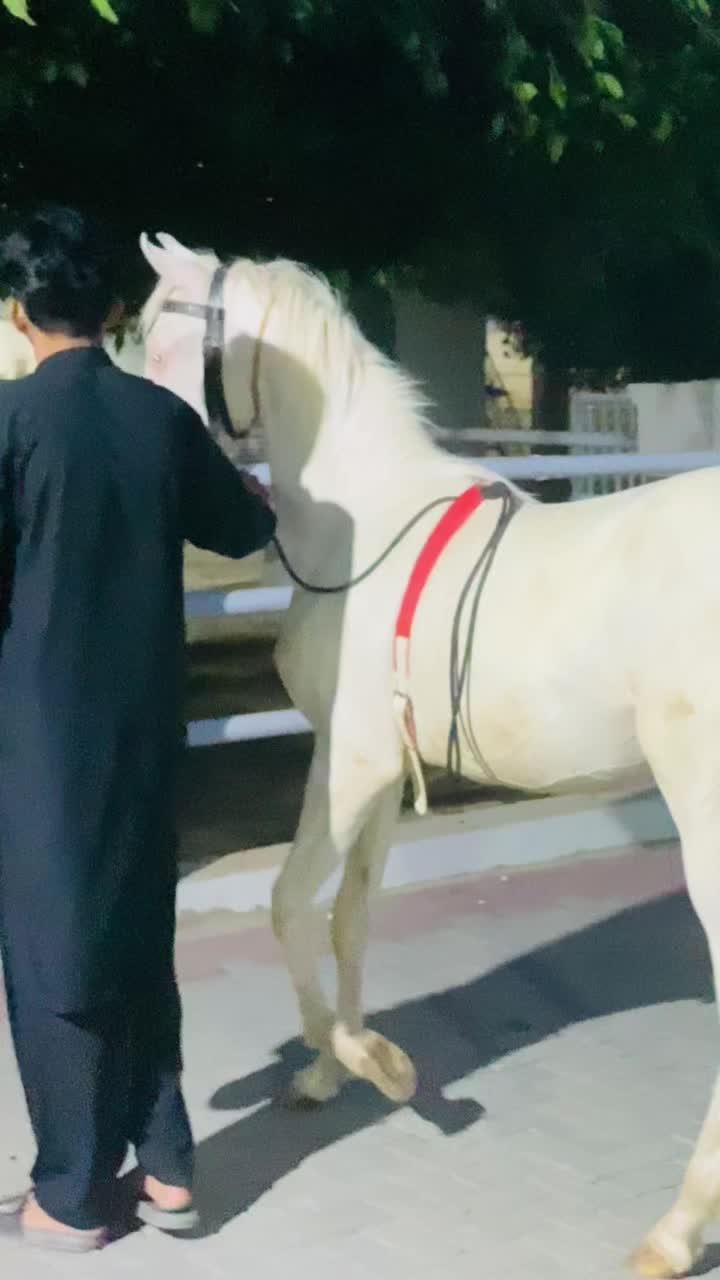 @Ch Hammad bokan &hearts;️🐎