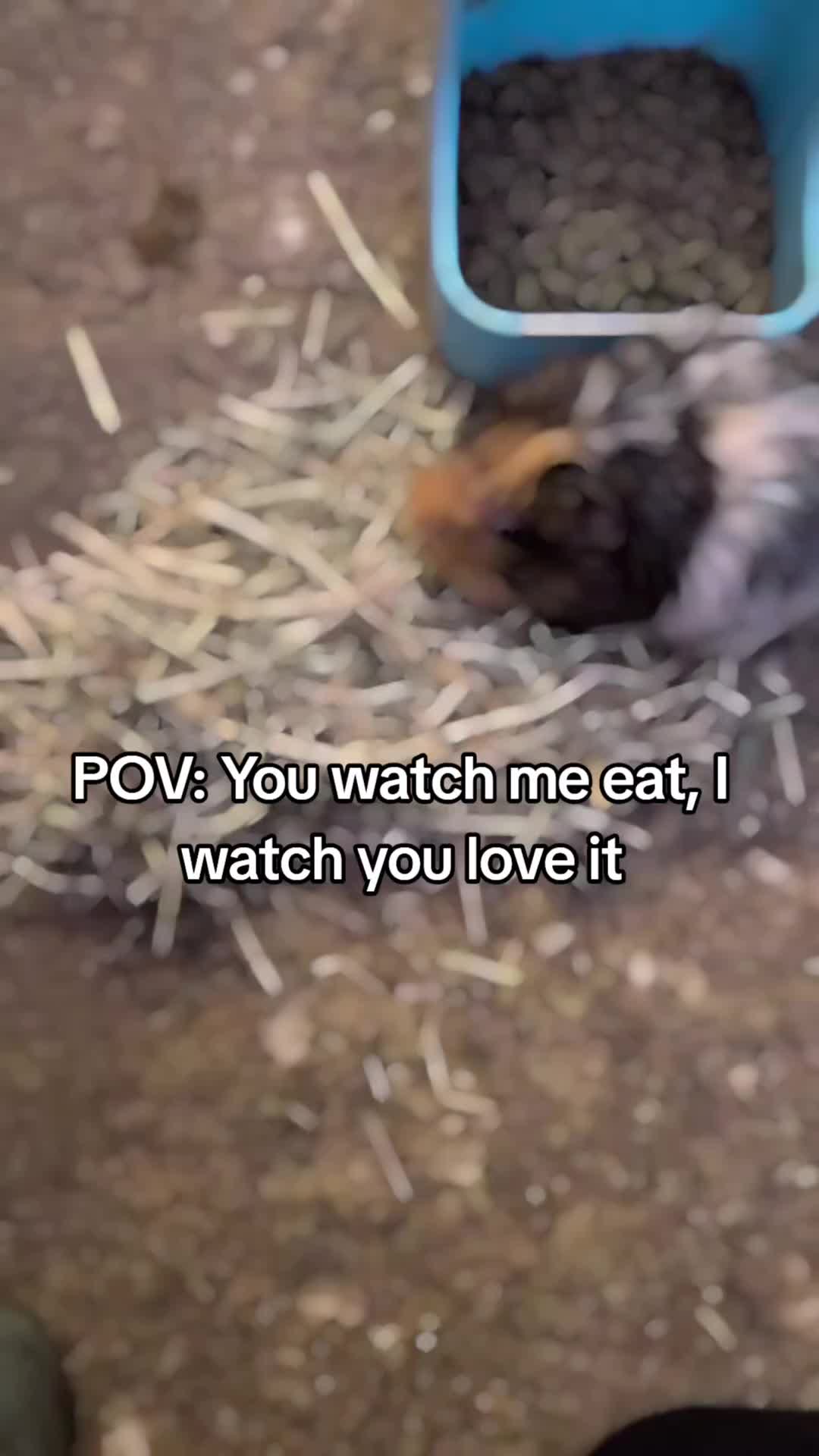 @Pawfectlypicked