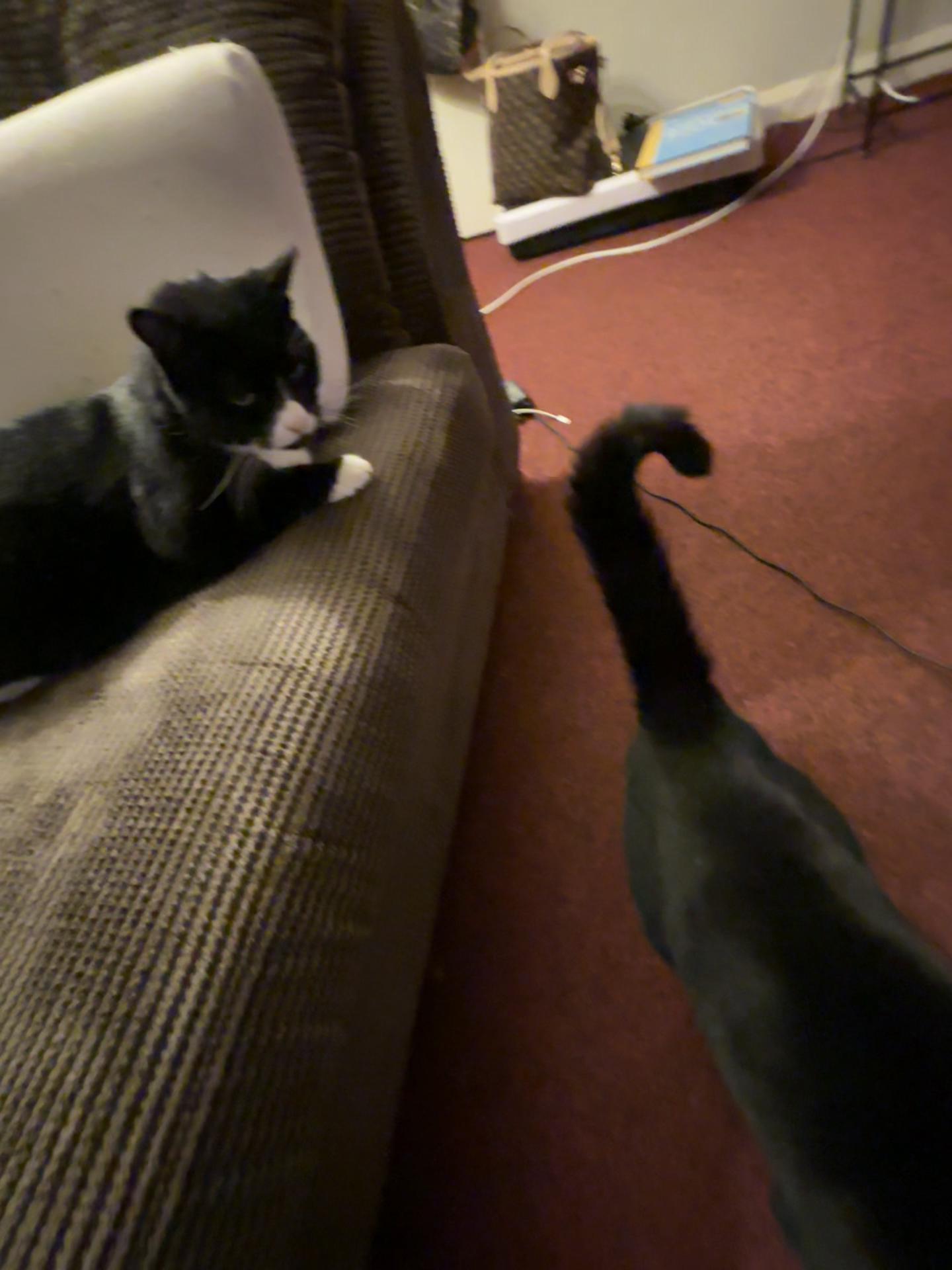 @Em feat. Mister & Mimi (cats)