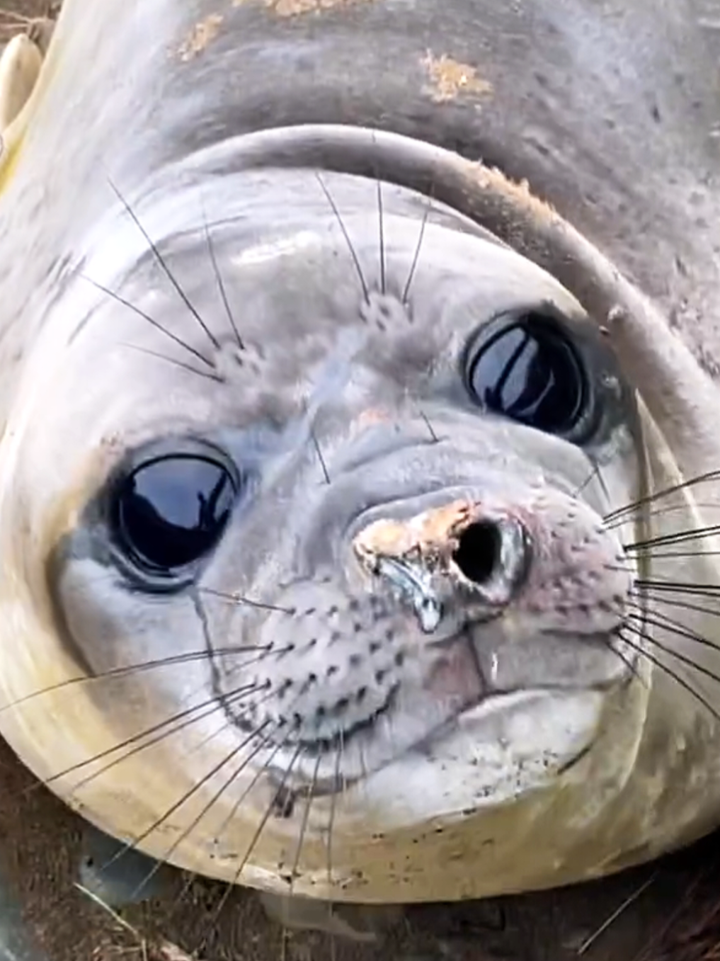 @🩷🎀 seal 🦭🩷