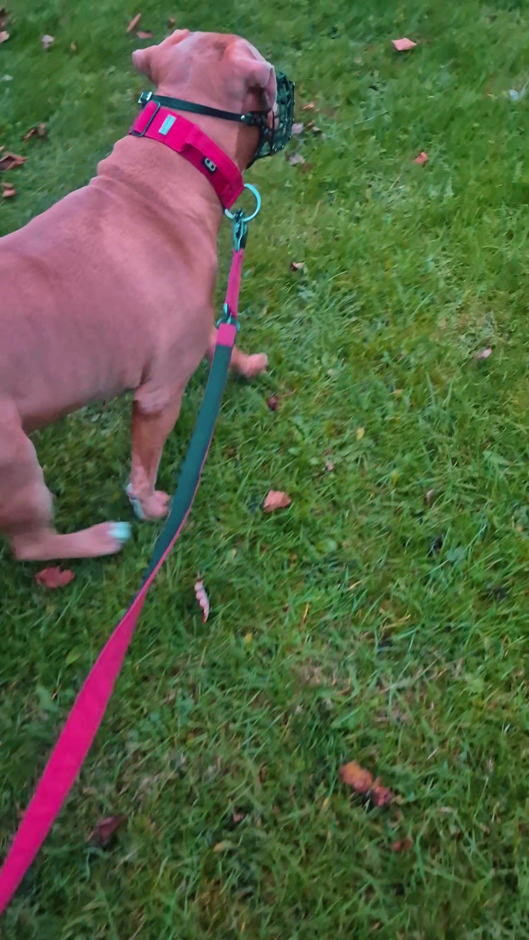 @Zeus.Bella1