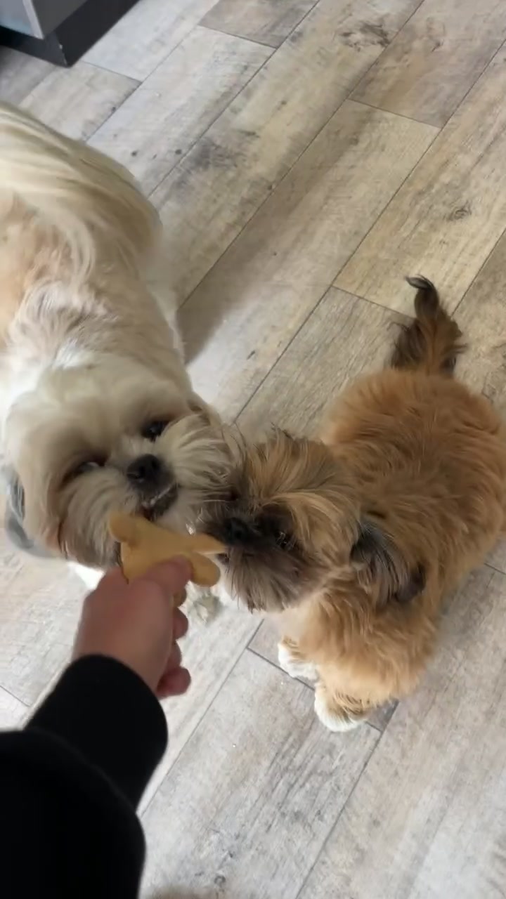 @Oscar😎  Lyalya 🥰 Hugo😜
