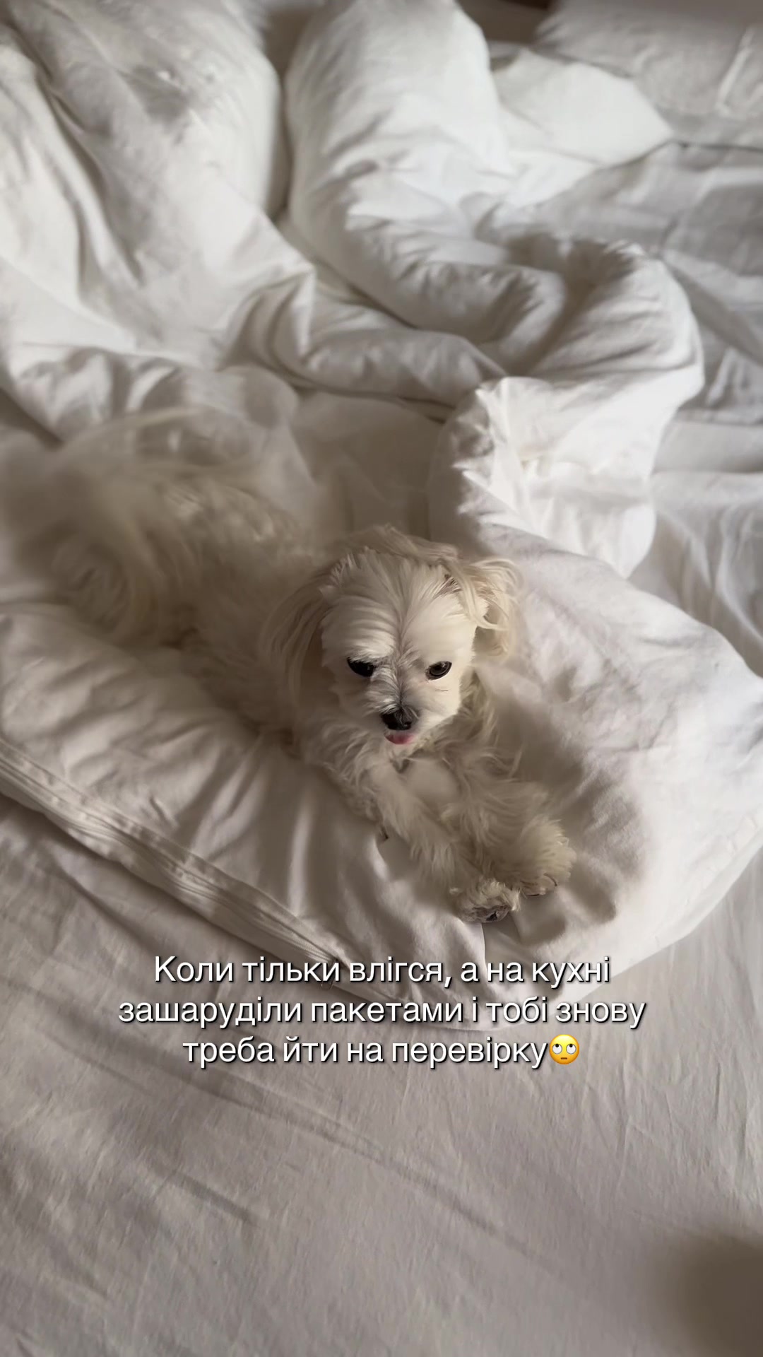 @I'm Eti 🐶🇺🇦