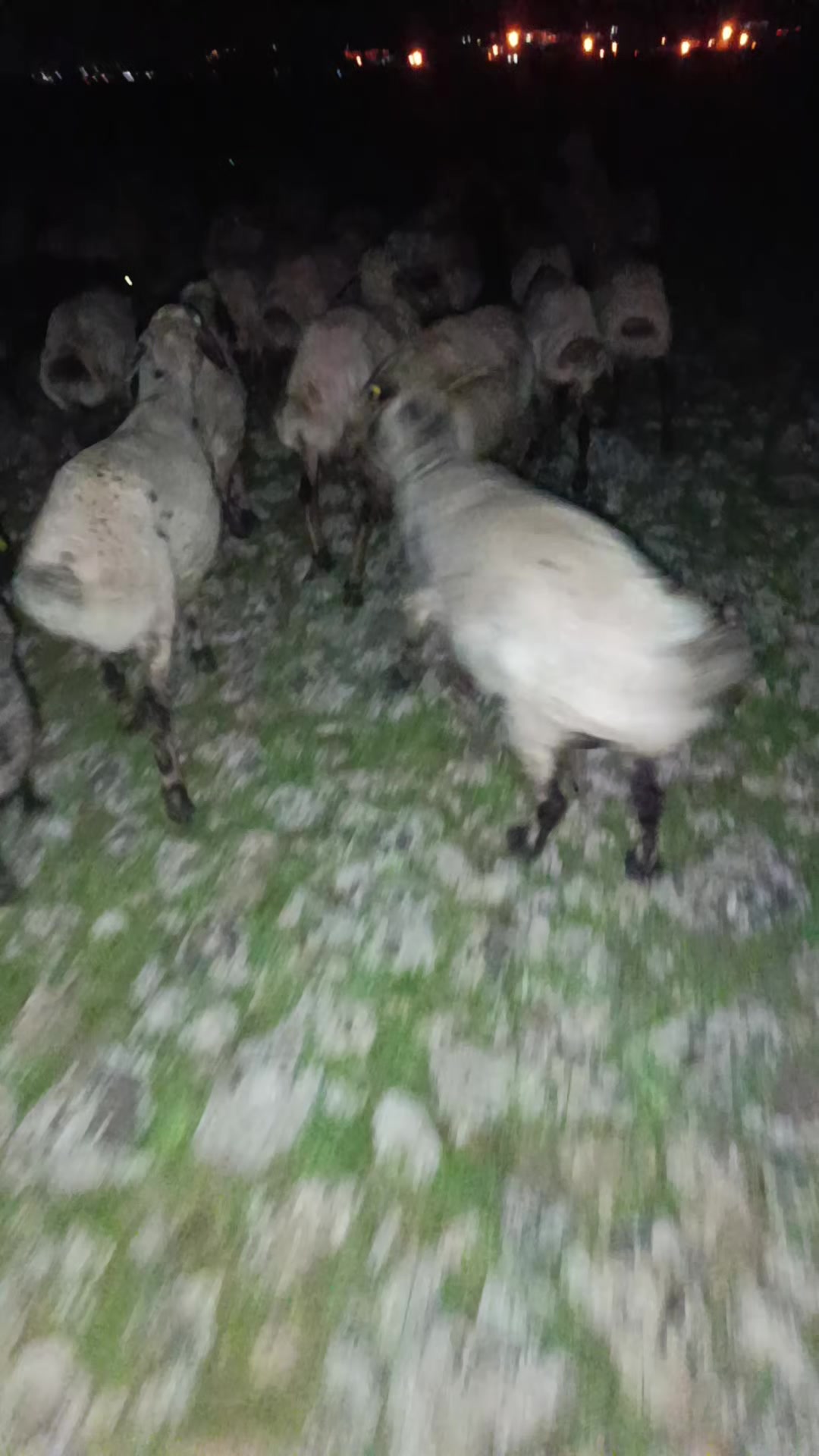 @Süleyman21 🐊🐊