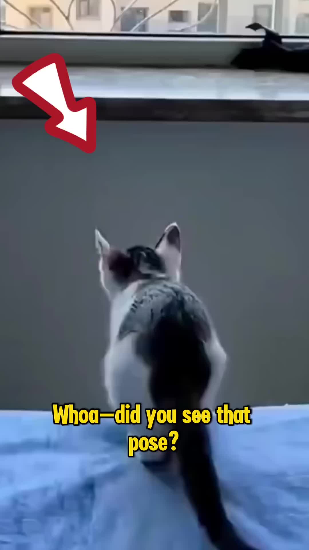@Rescue Diaries 😻