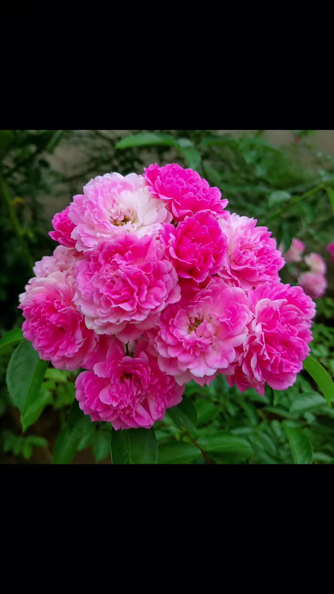 @🥀🥀রাইসা জাহান 🥀🥀