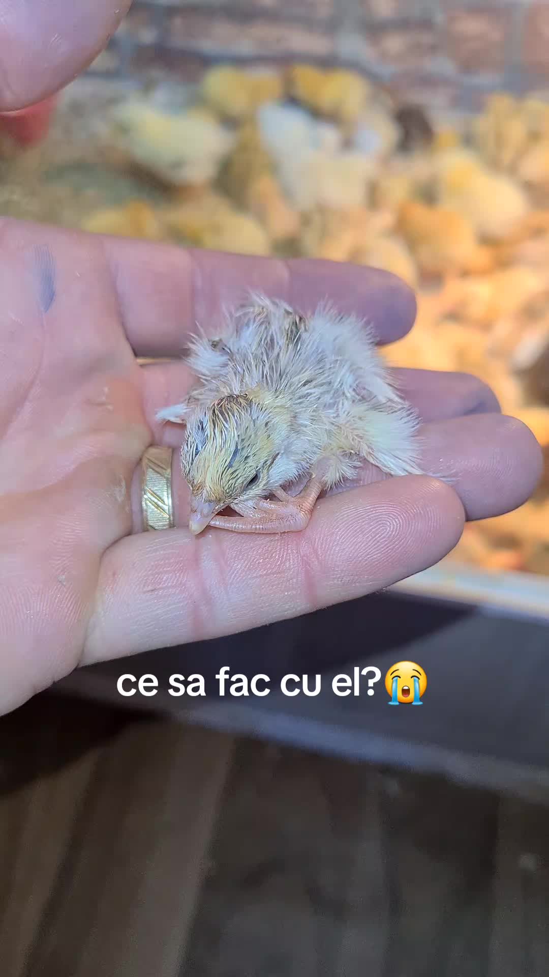 @Bogdan Hriscu