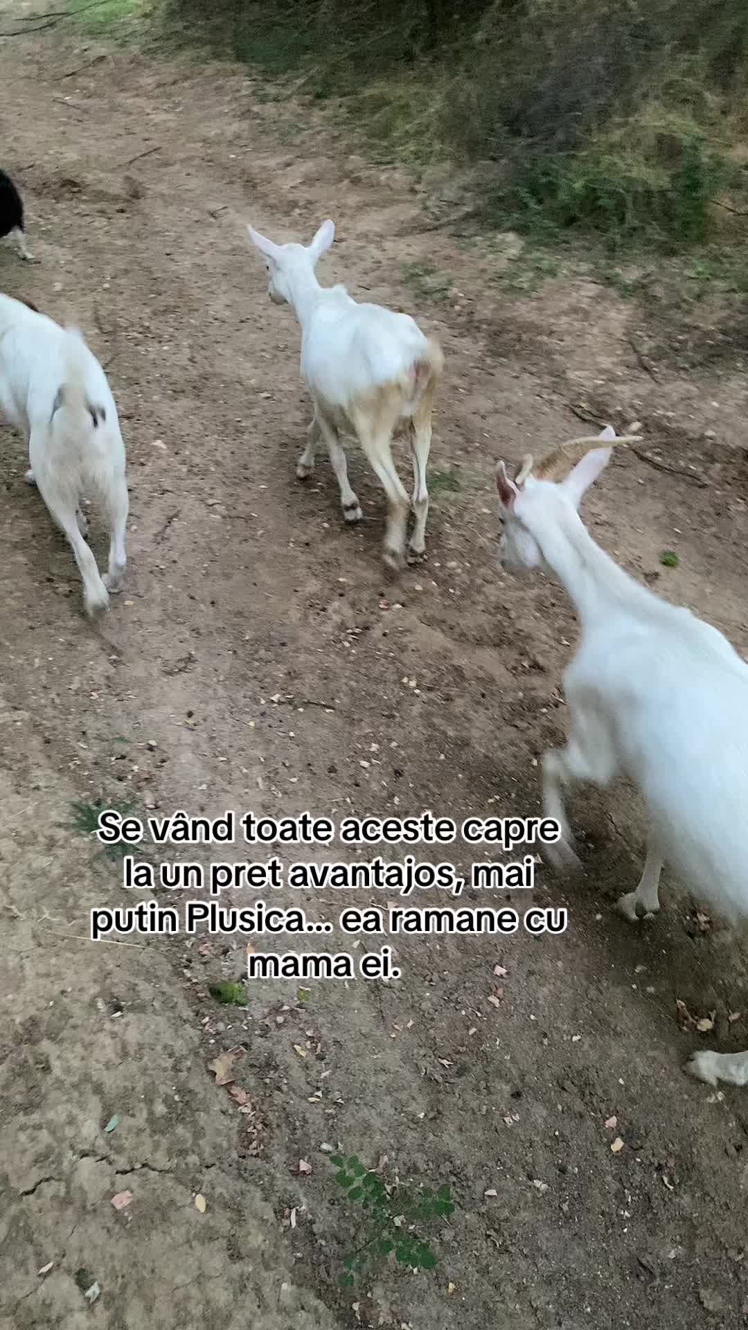 @✨𝕬𝖑𝖎𝖓𝖆𝕬𝖑𝖊𝖘𝖘𝖎𝖆✨