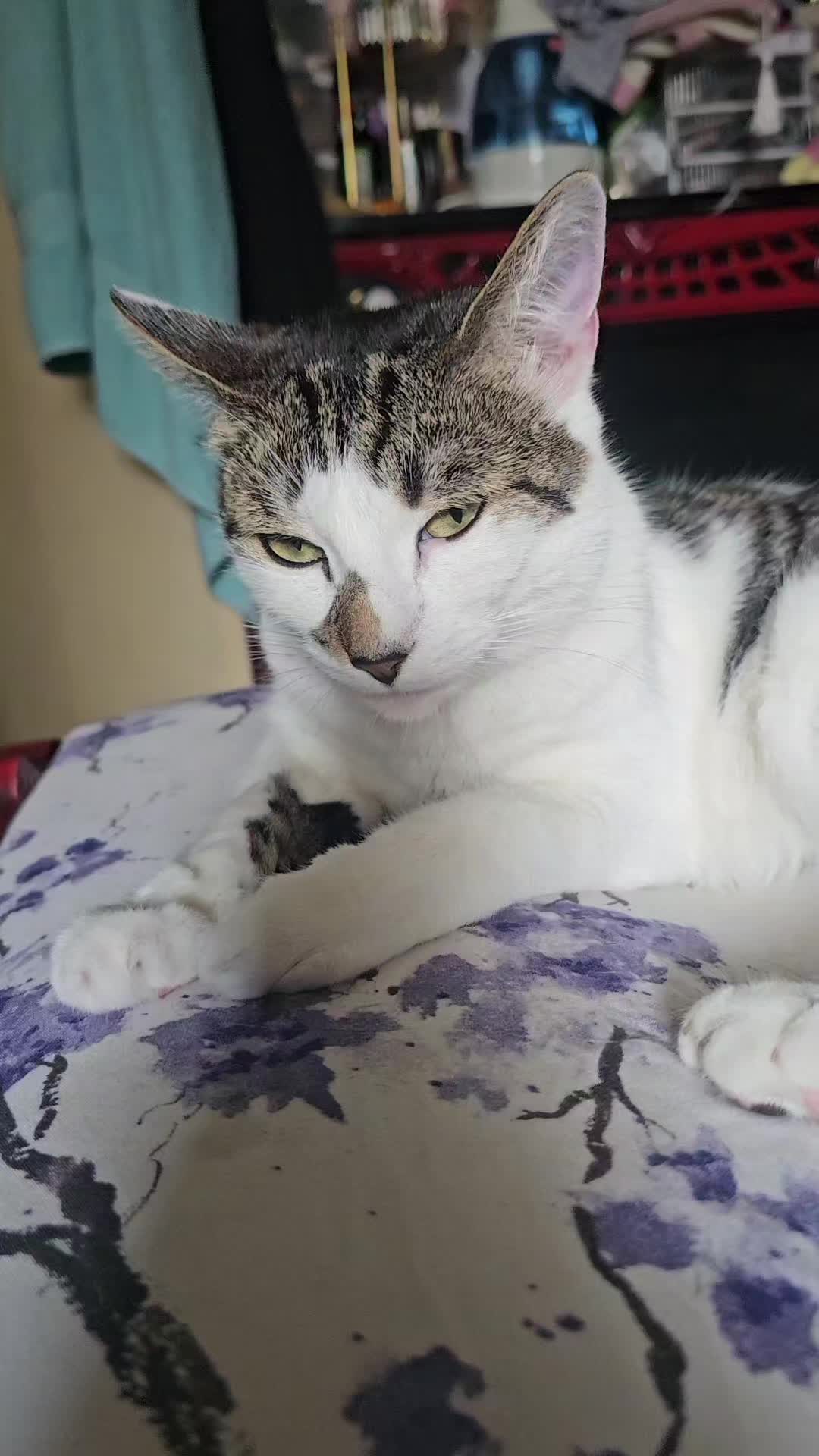 @cairo🐈