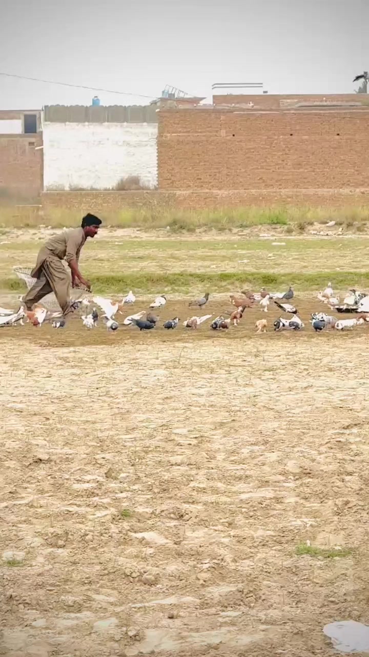 @عدیل رحمن لیہ وال کبوتر باز