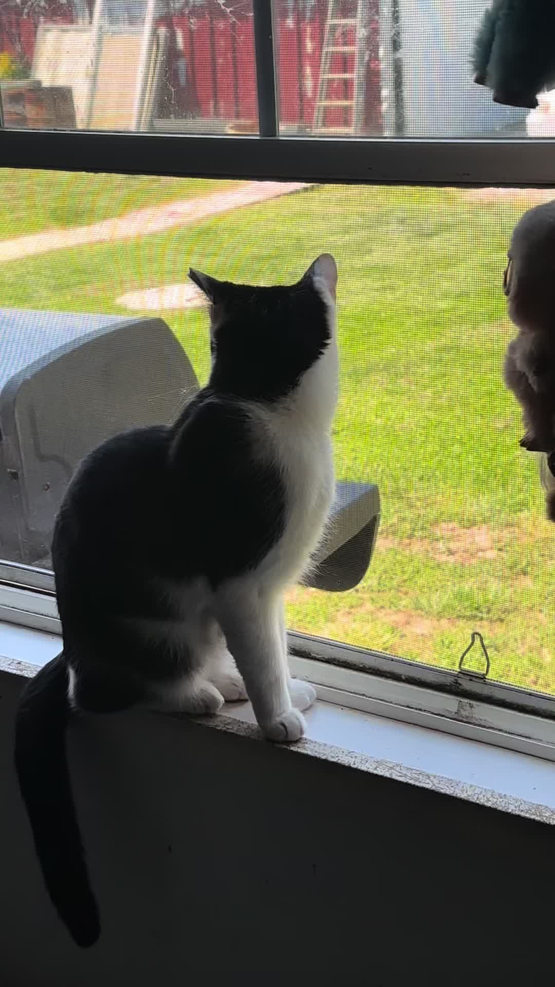 @catlover313official