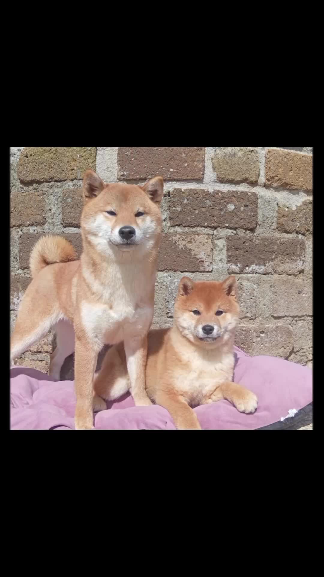 @Mochi Shiba Inu di E.Brignone