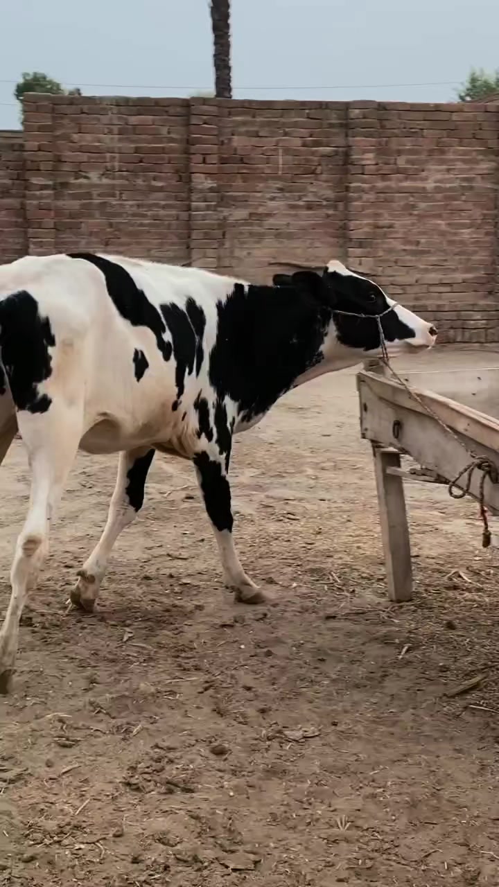 @Usmandairyfarmlayyah