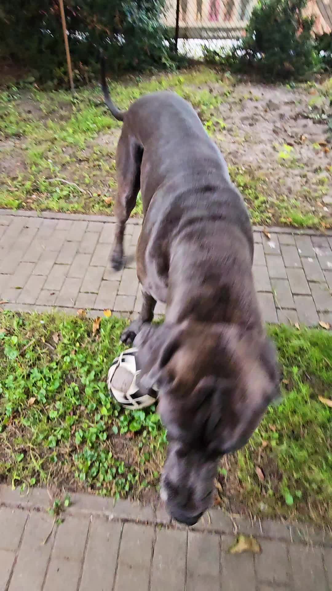 @Dog Niemiecki Benek