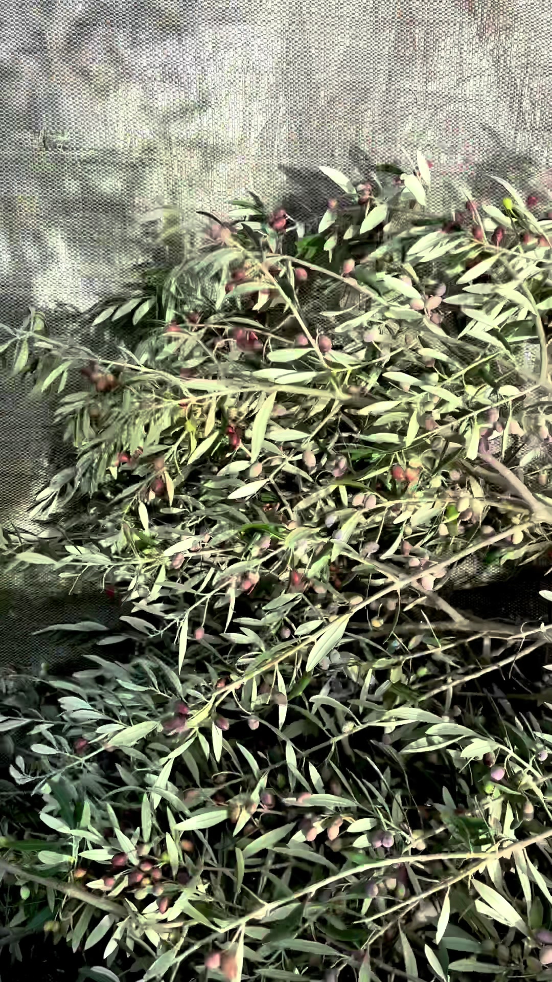 @🌿𝒟𝓇𝓊𝓇𝒾 𝒾 𝒿𝑒𝓉𝑒𝓈🌿