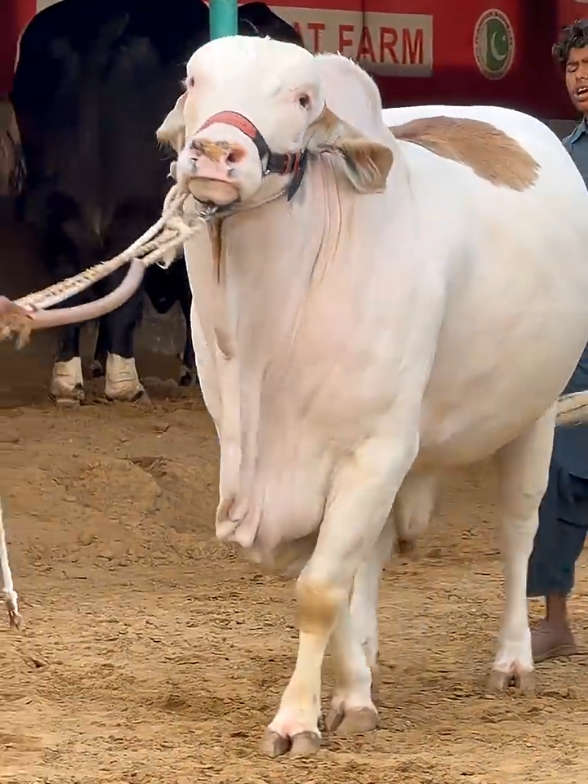 @Karachi Bull lovers
