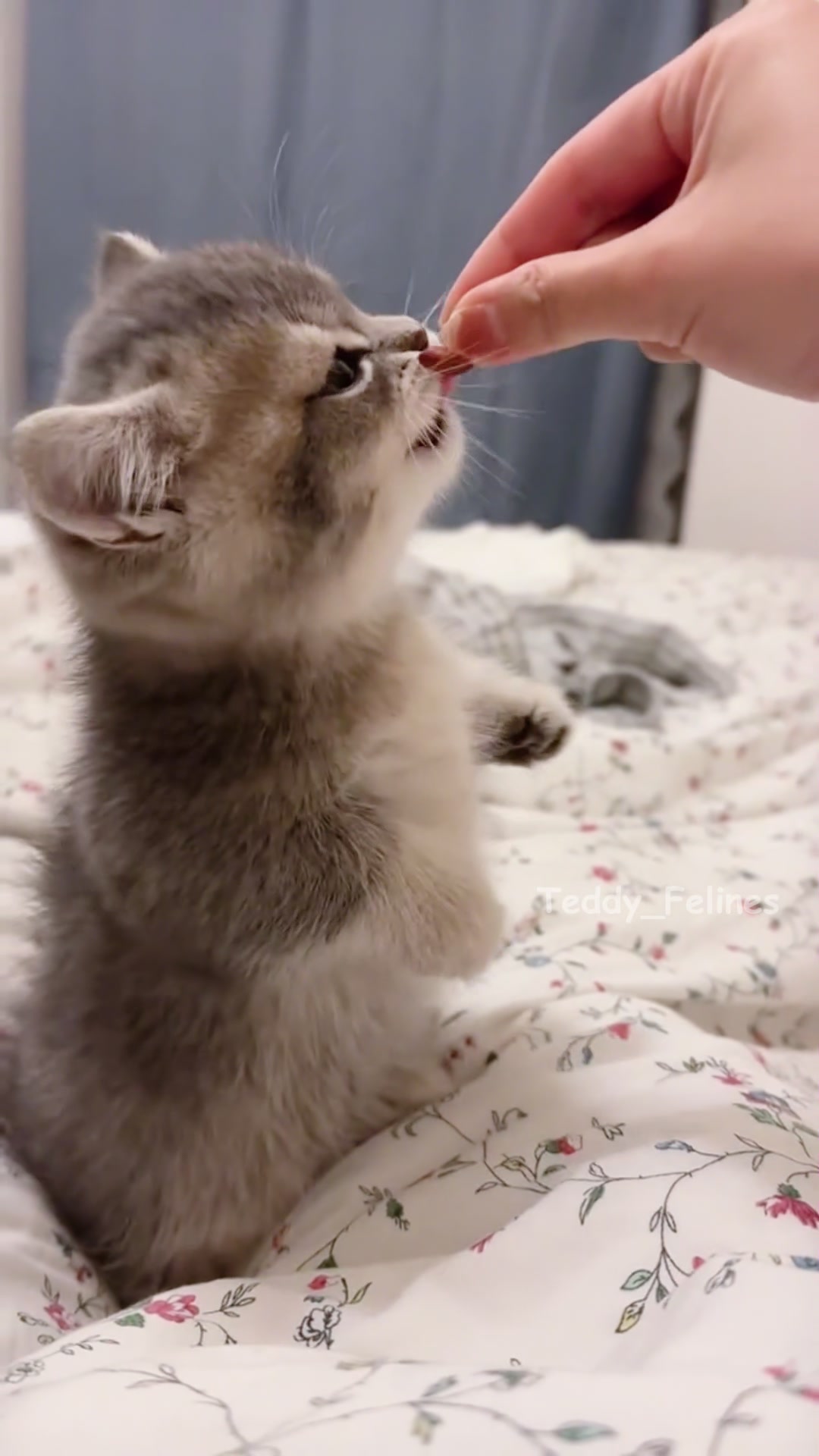 @Teddy_Felines 🧸🐾