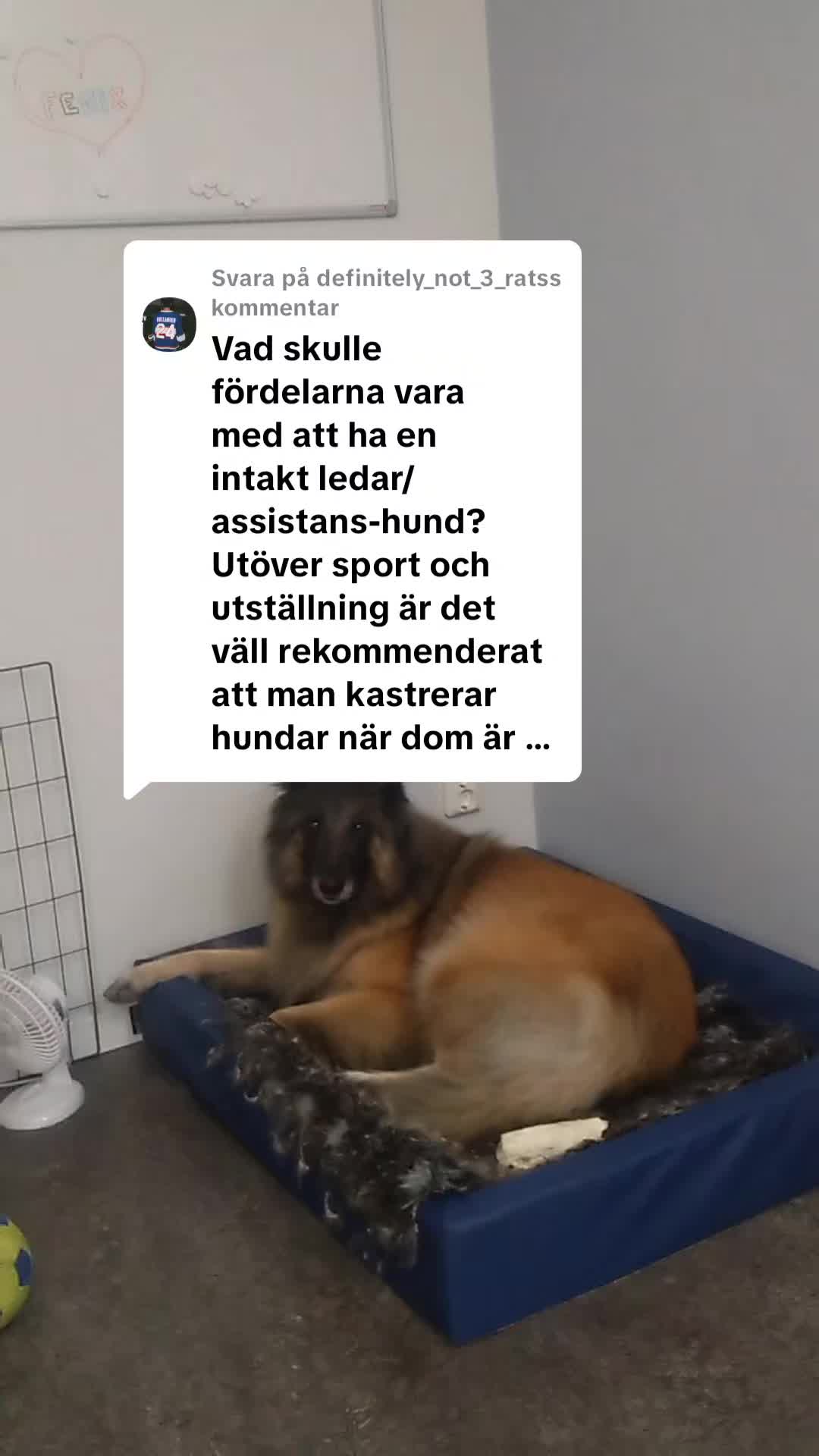 @Fenix-Tervueren AssistanceDog