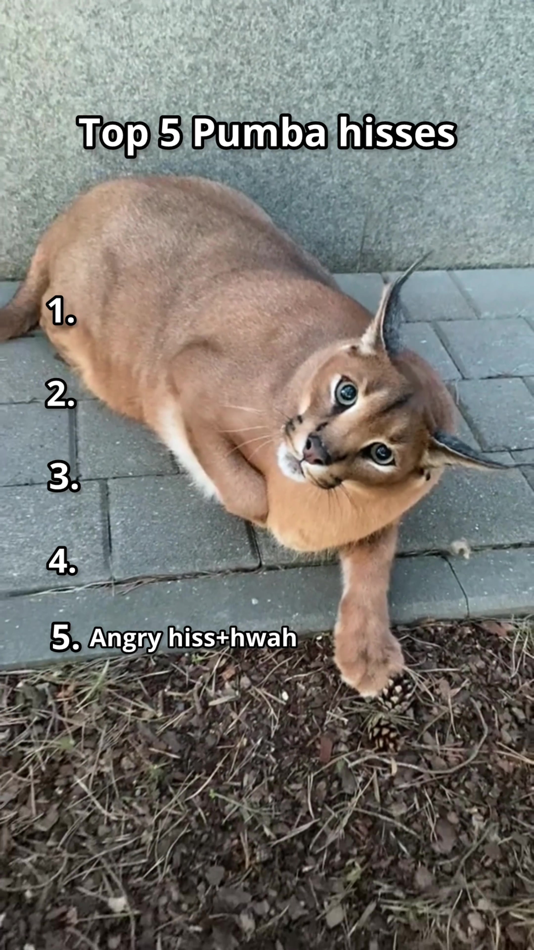 @Pumba Caracal