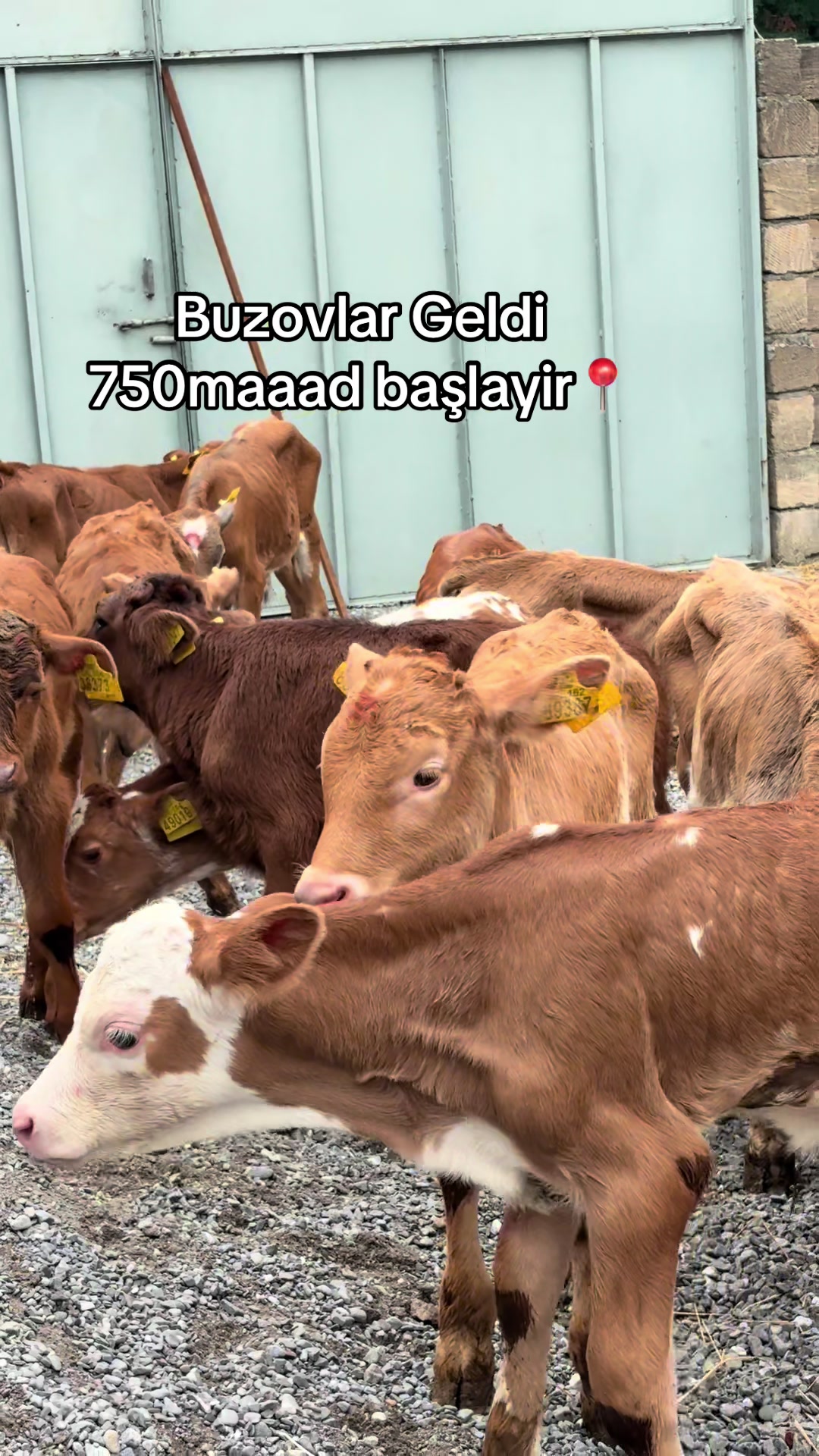 @051.663.50-81