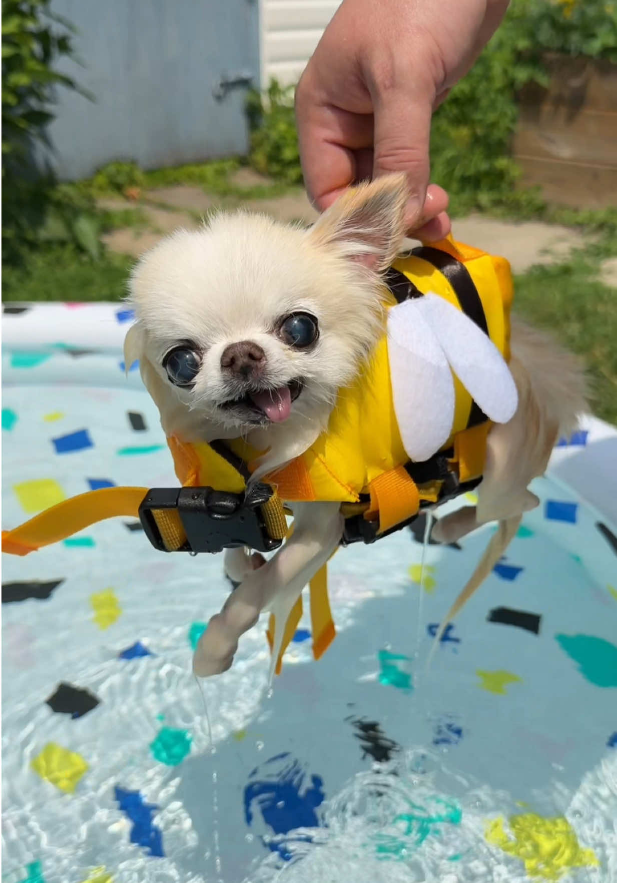 @Tiny Chihuahua Cedric & Maya