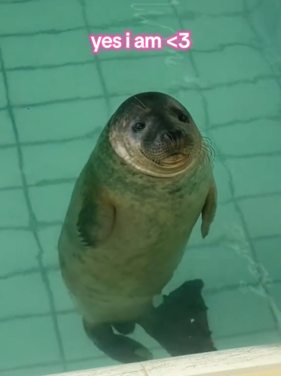 @🩷🎀 seal 🦭🩷