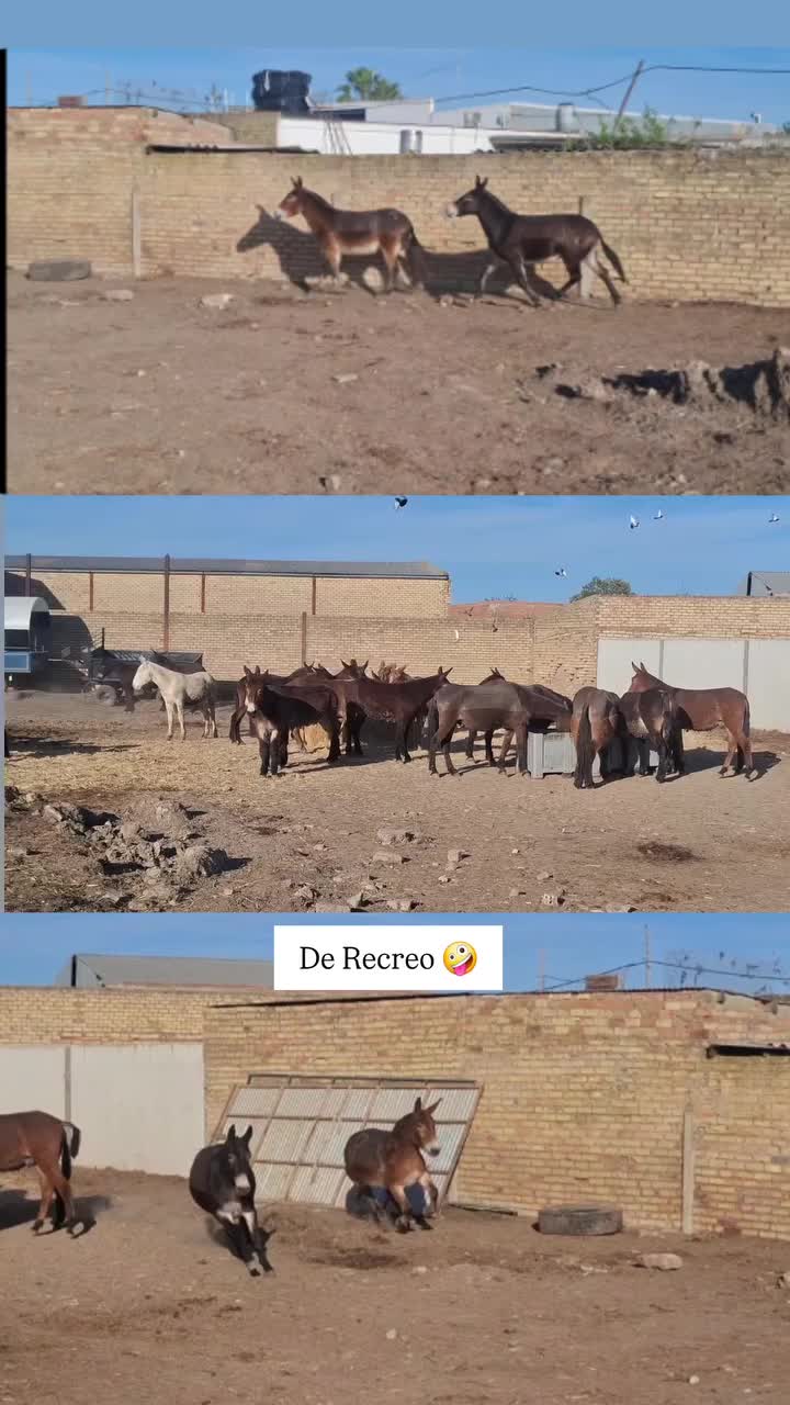 @José_Amodeo_013