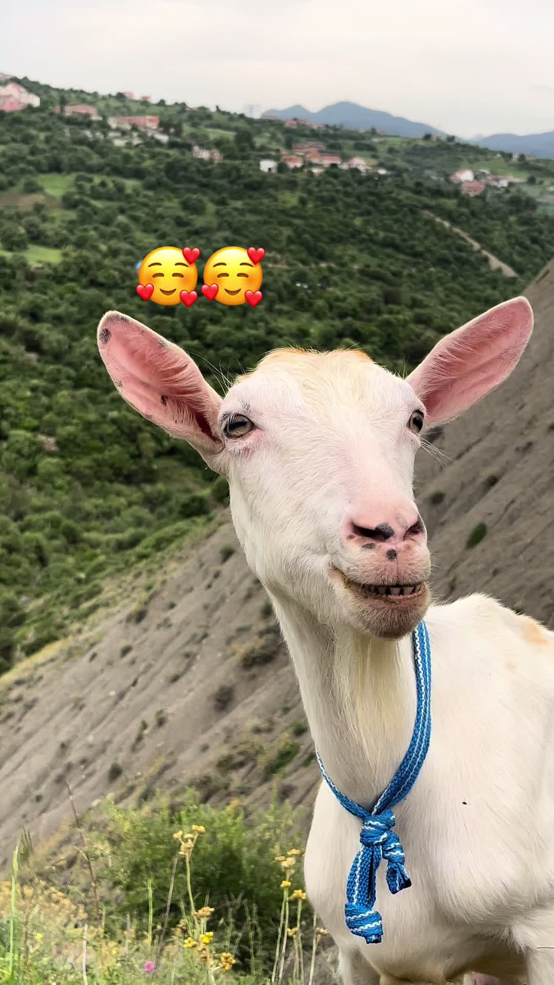 @Goat Farme🐐❤️