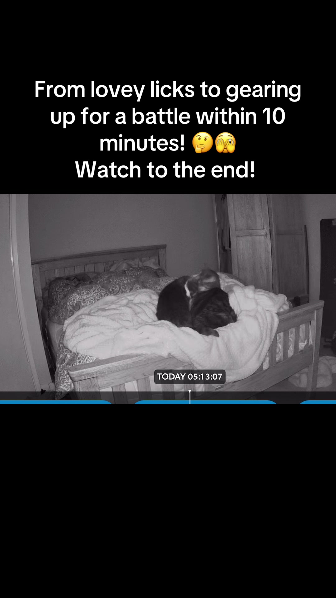 @TheCatandDogTeam