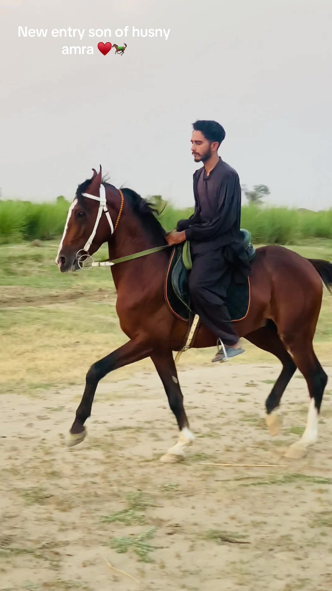 @Ch Hammad bokan ♥️🐎