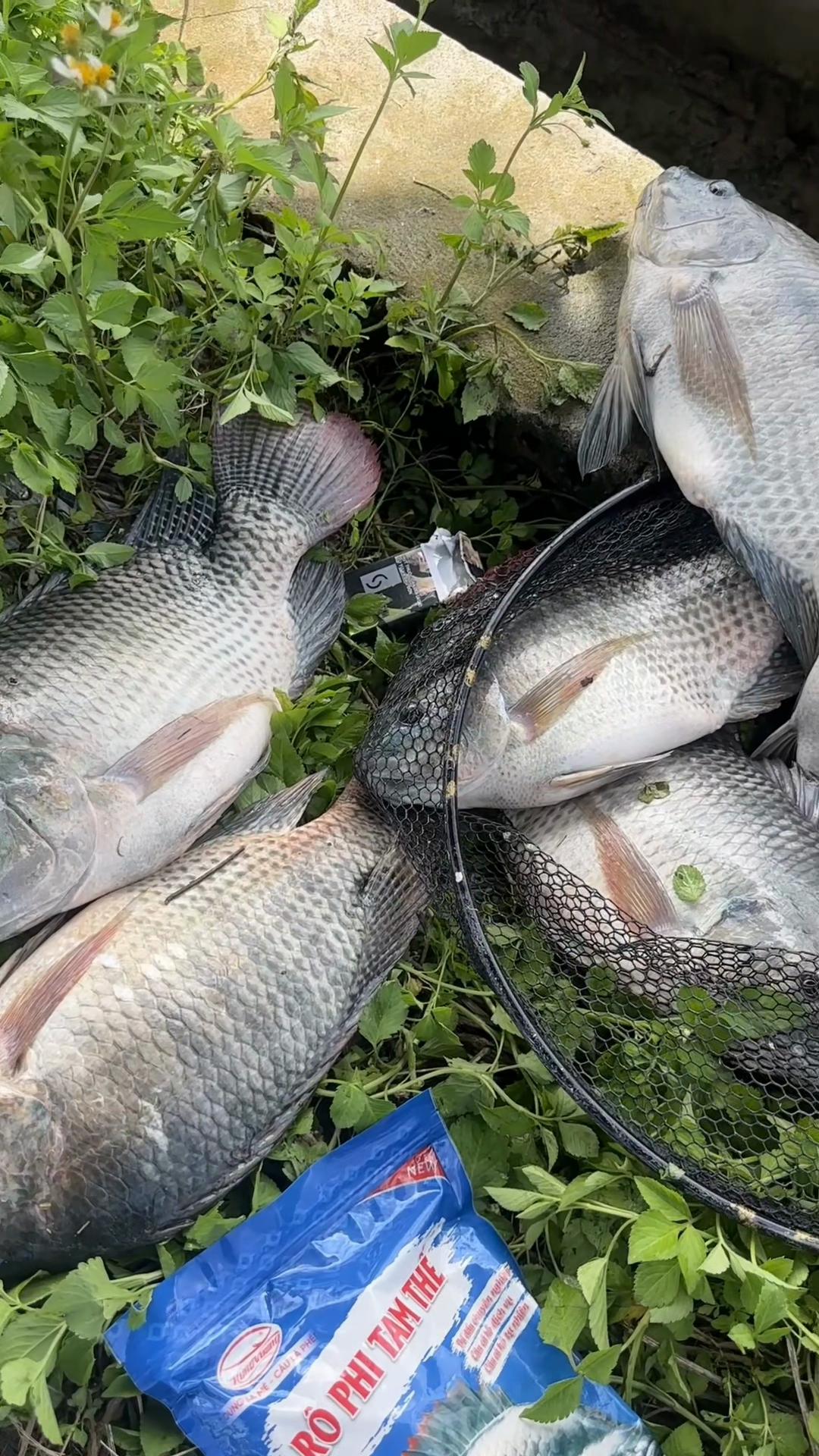 @Đồ C&acirc;u Thiện Ph&uacute; Thọ