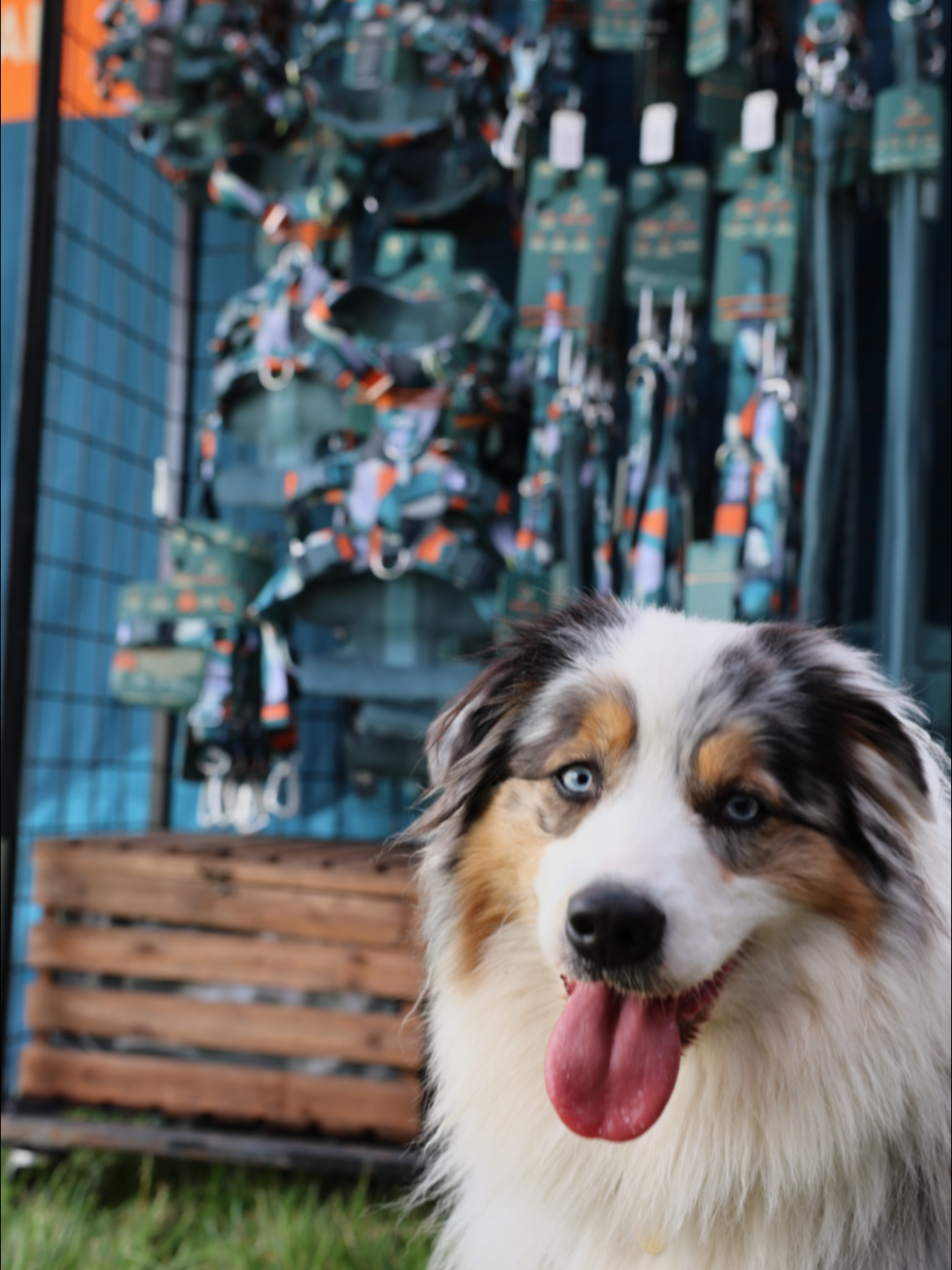 @Koda Adventures