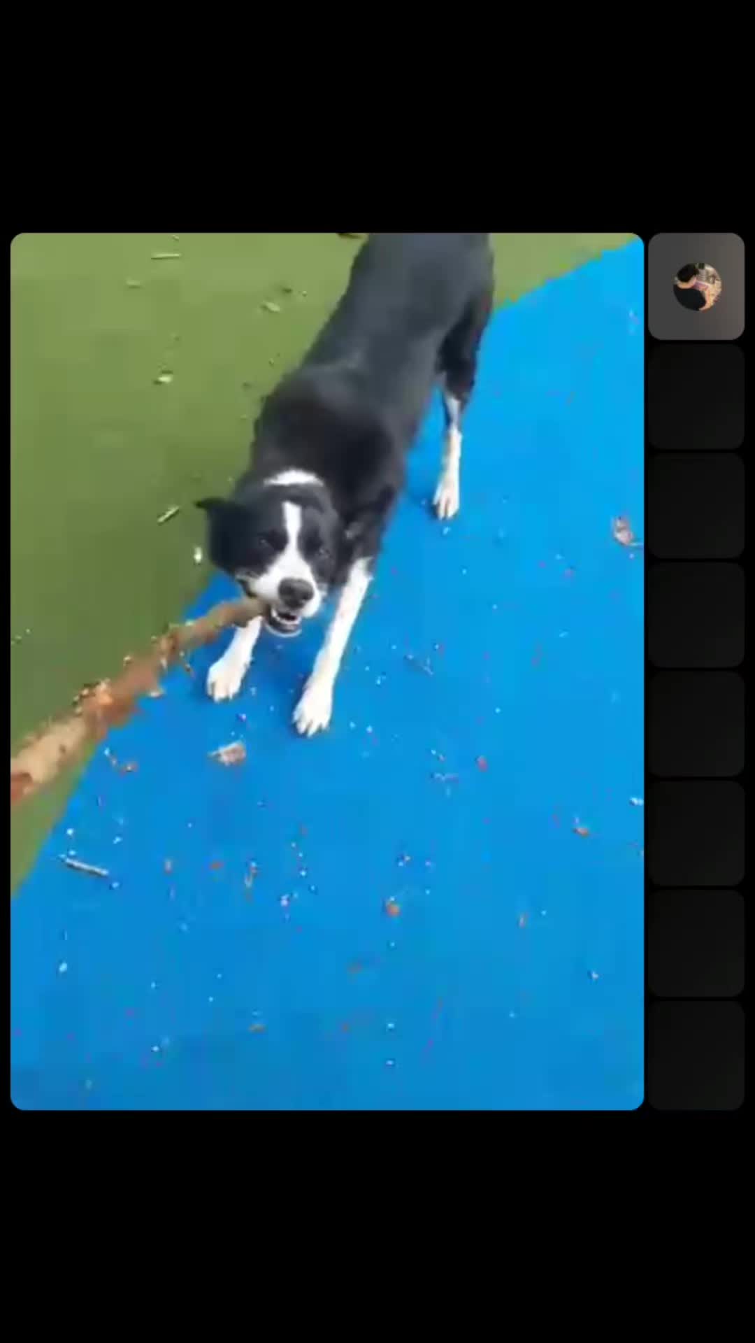 @Bordercollies Anonymous Club