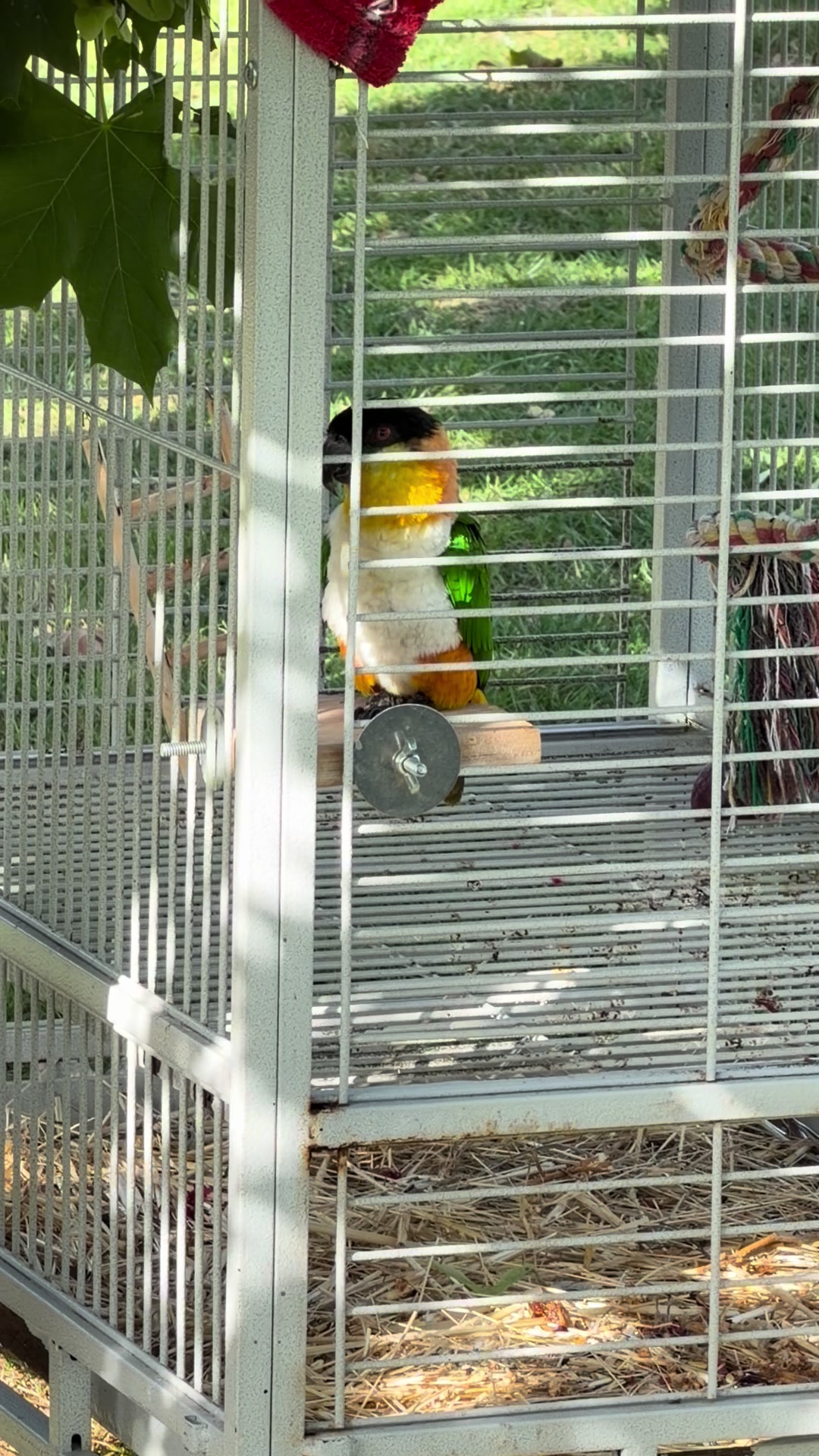 @Herongate Village Cattery