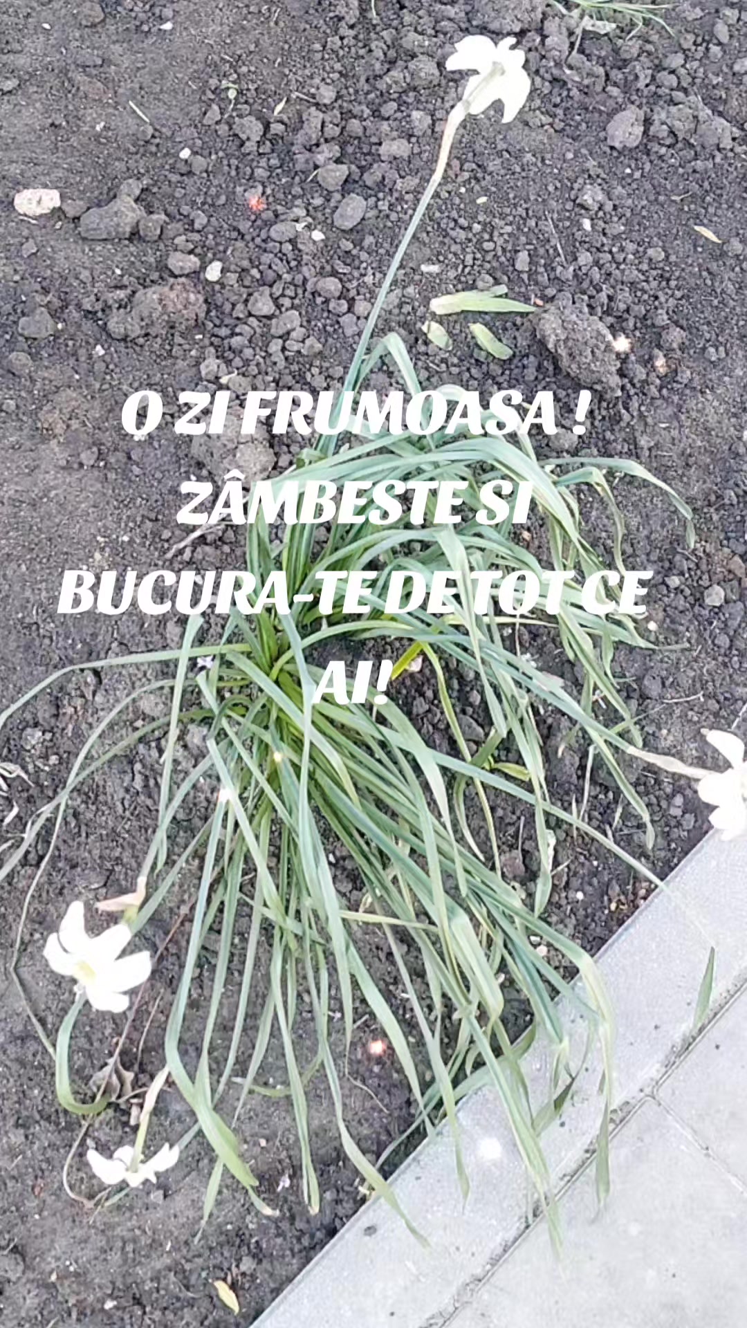 @M.C(FELINA)