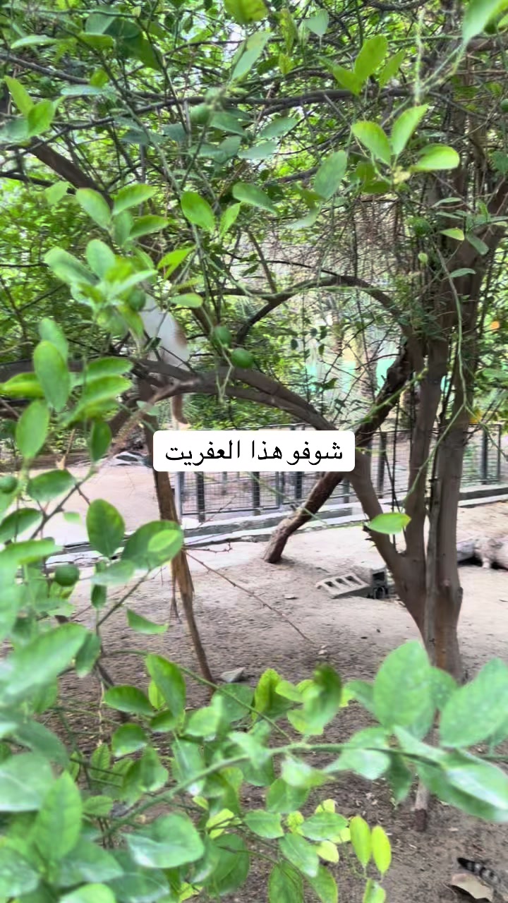 @ashkaltbiah