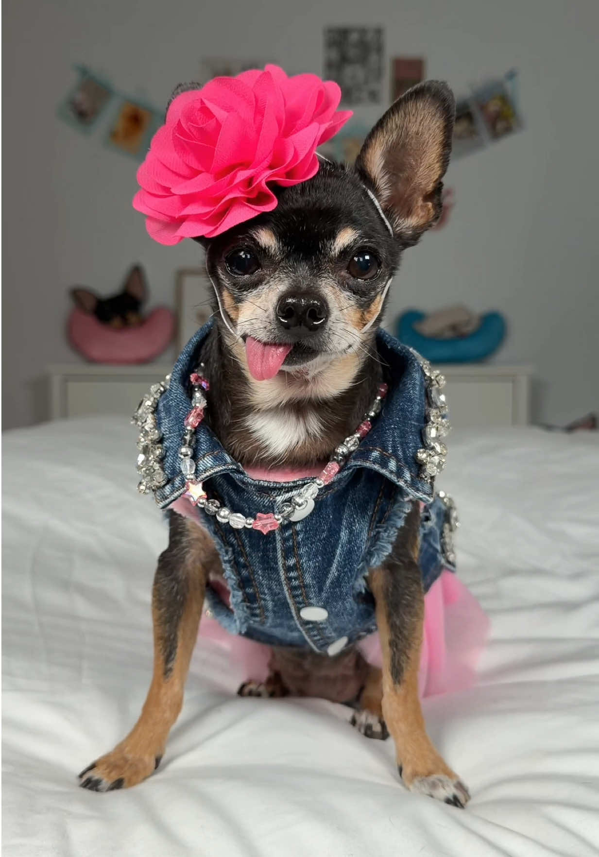 @Tiny Chihuahua Cedric & Maya