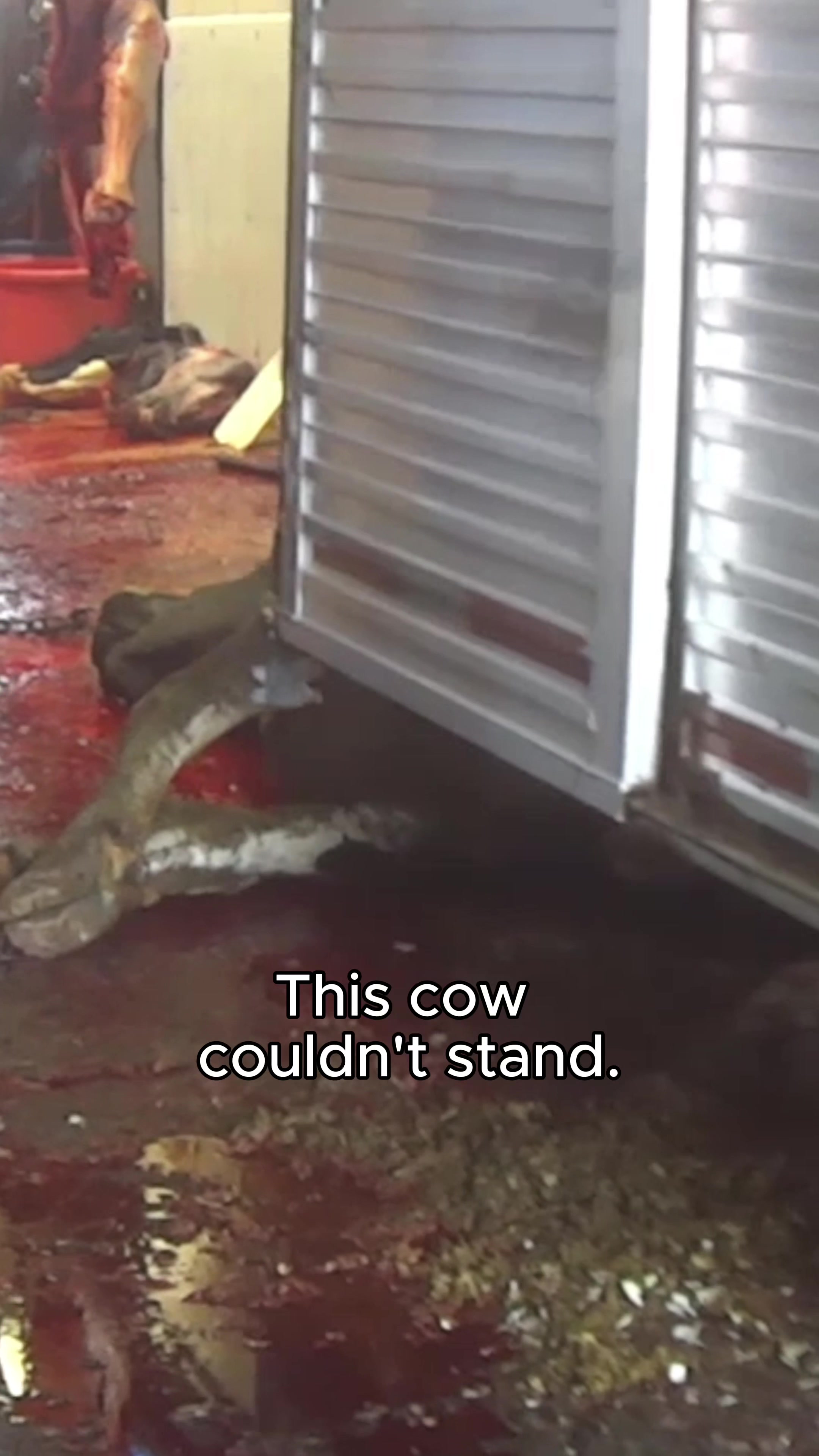 @Animal Outlook