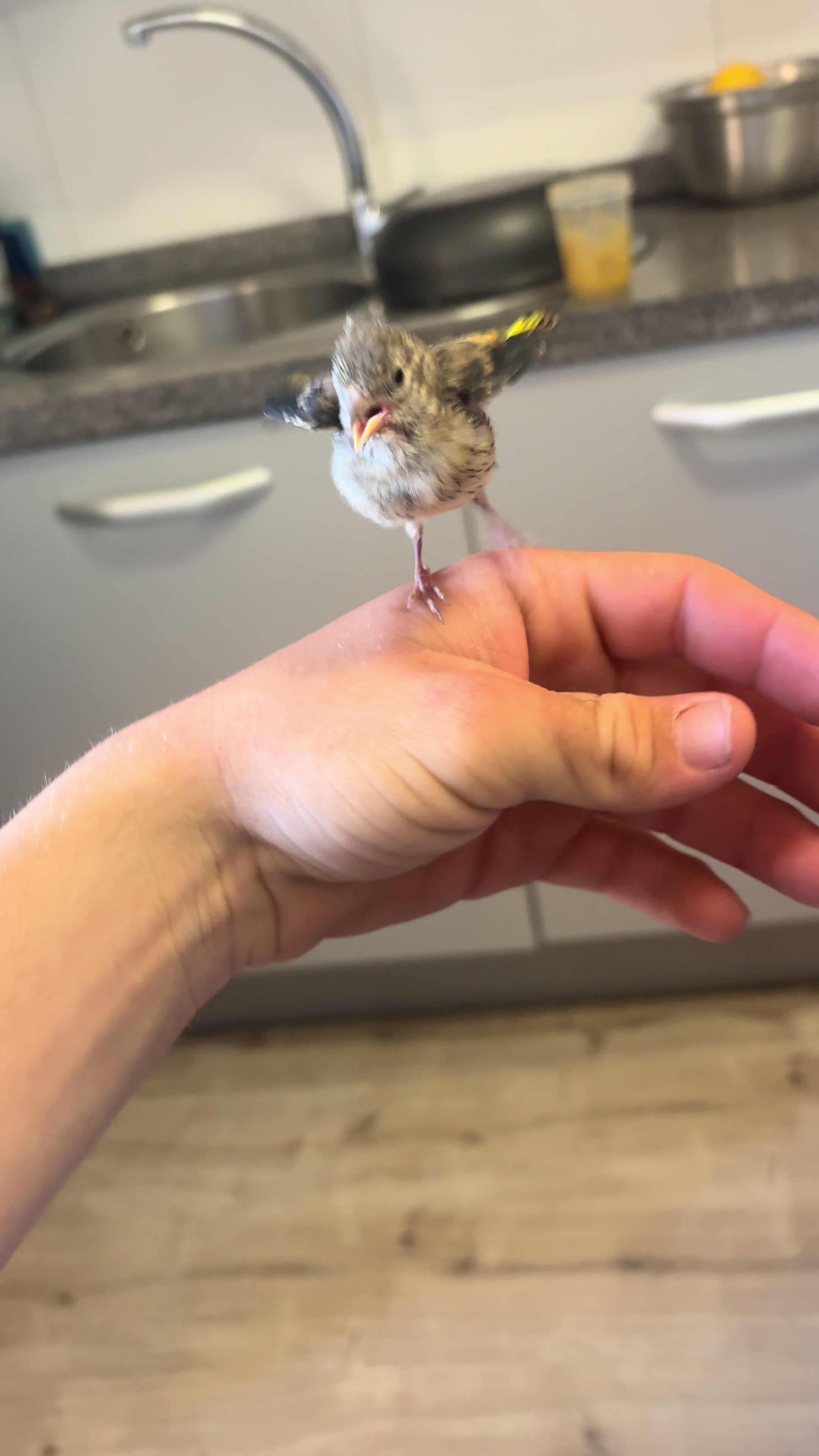 @AviarioAS