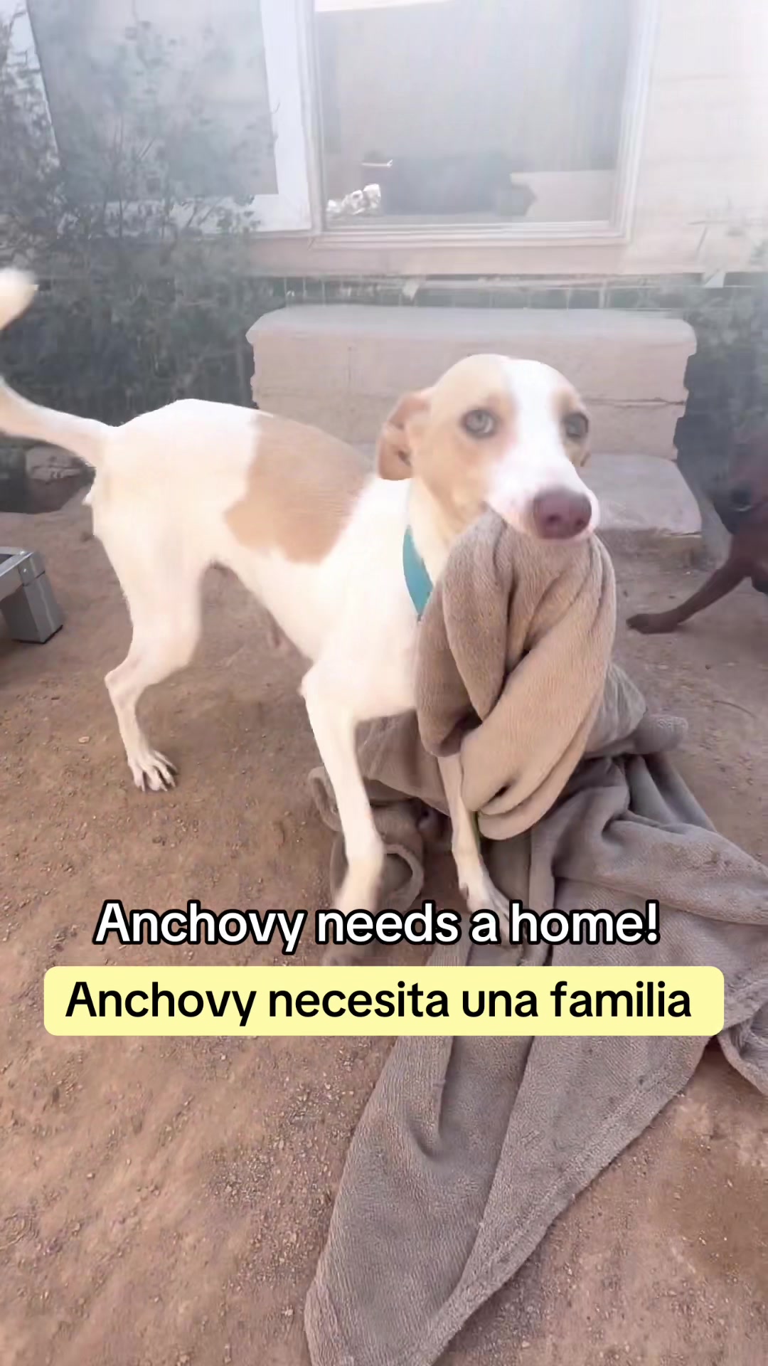@Galgos del Sol