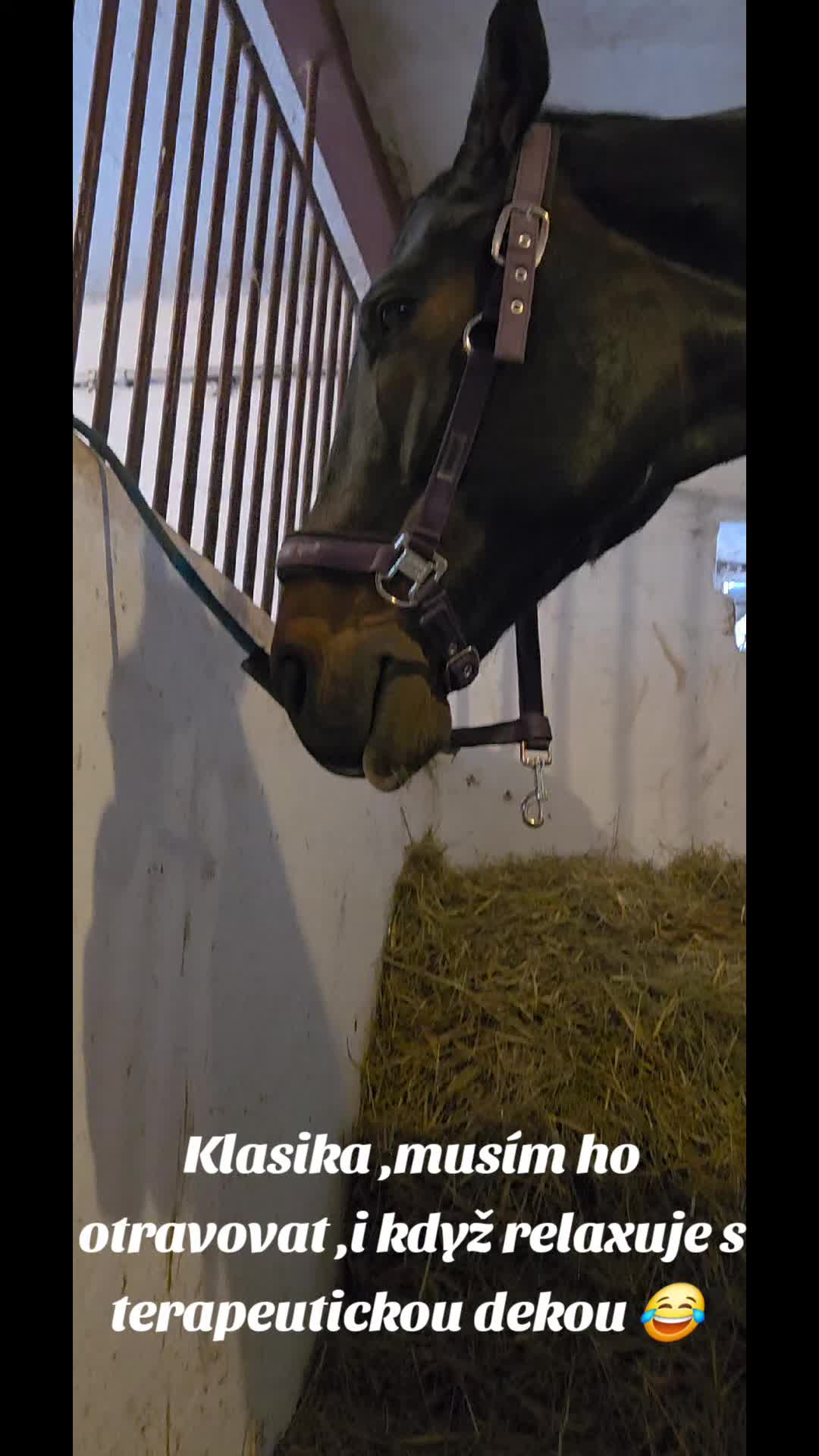 @Koňomama🩷🐴